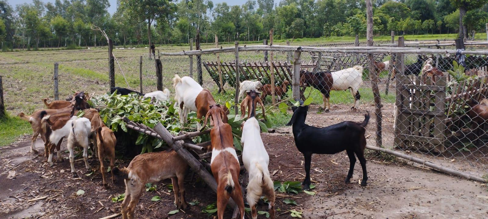 बाख्रापालनमा जमेका चन्द दम्पती