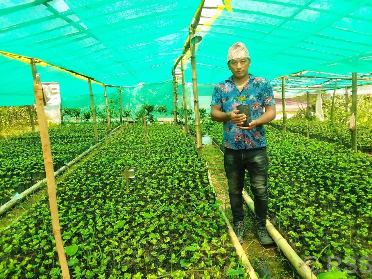 एउटै फार्मबाट एकै सिजनमा नौ हजार कफीका बिरुवा बिक्री