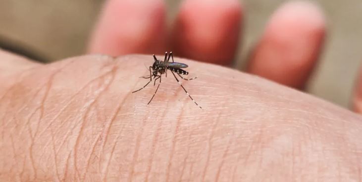 पुदिना, लसुन र निममार्फत भगाउनुहाेस् लामखुट्टे, सहज छ घरेलु उपाय