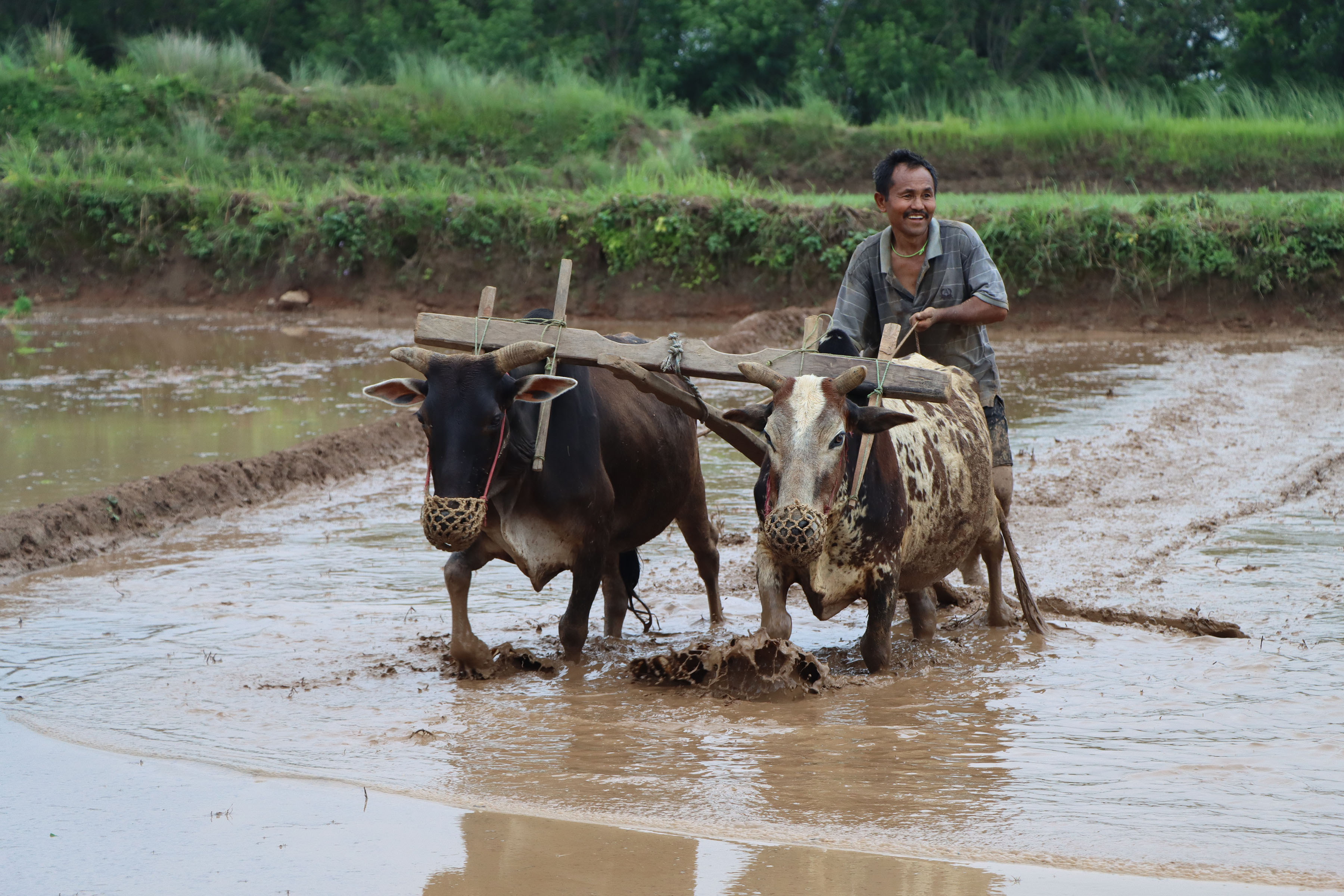 धान रोप्ने तयारी गर्दै किसान