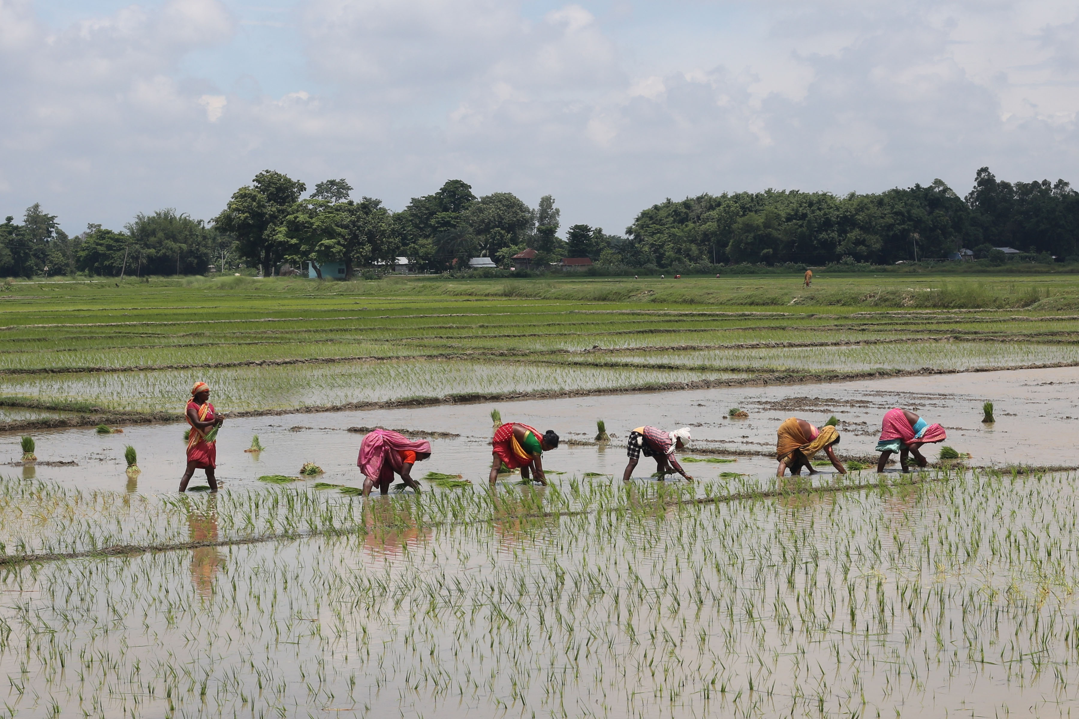 मनसुनी वर्षा: रोपाइँलाई राहत