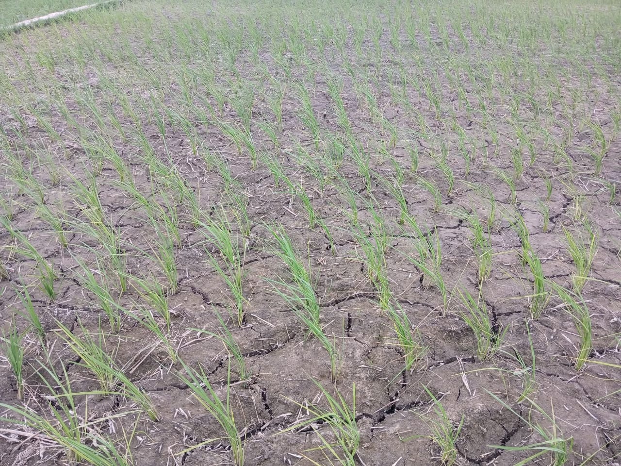 खडेरीले खेतका धाँजा फाट्न थालेपछि … (तस्बिर)