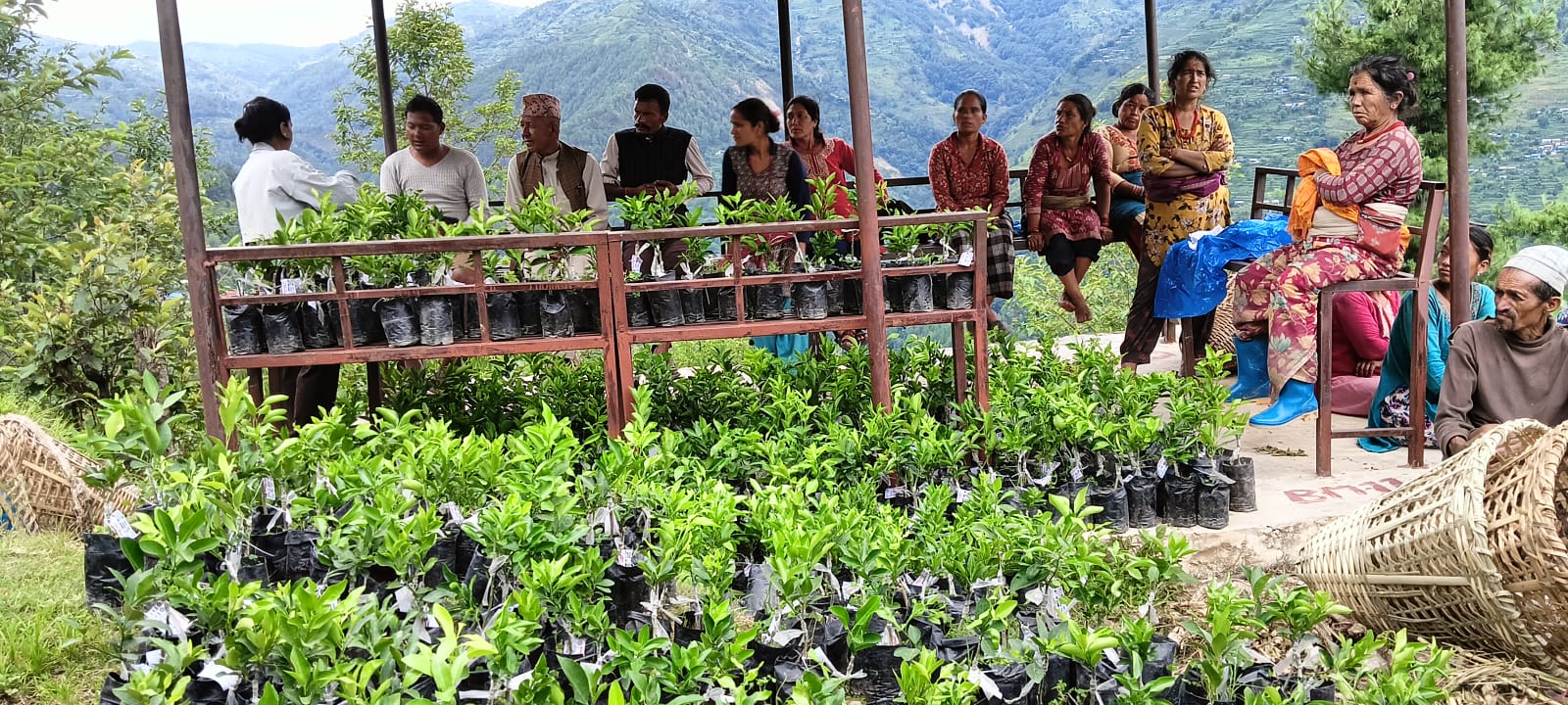 किसानलाई सुन्तलाका बिरुवा : महिलालाई आयआर्जनमा सहज