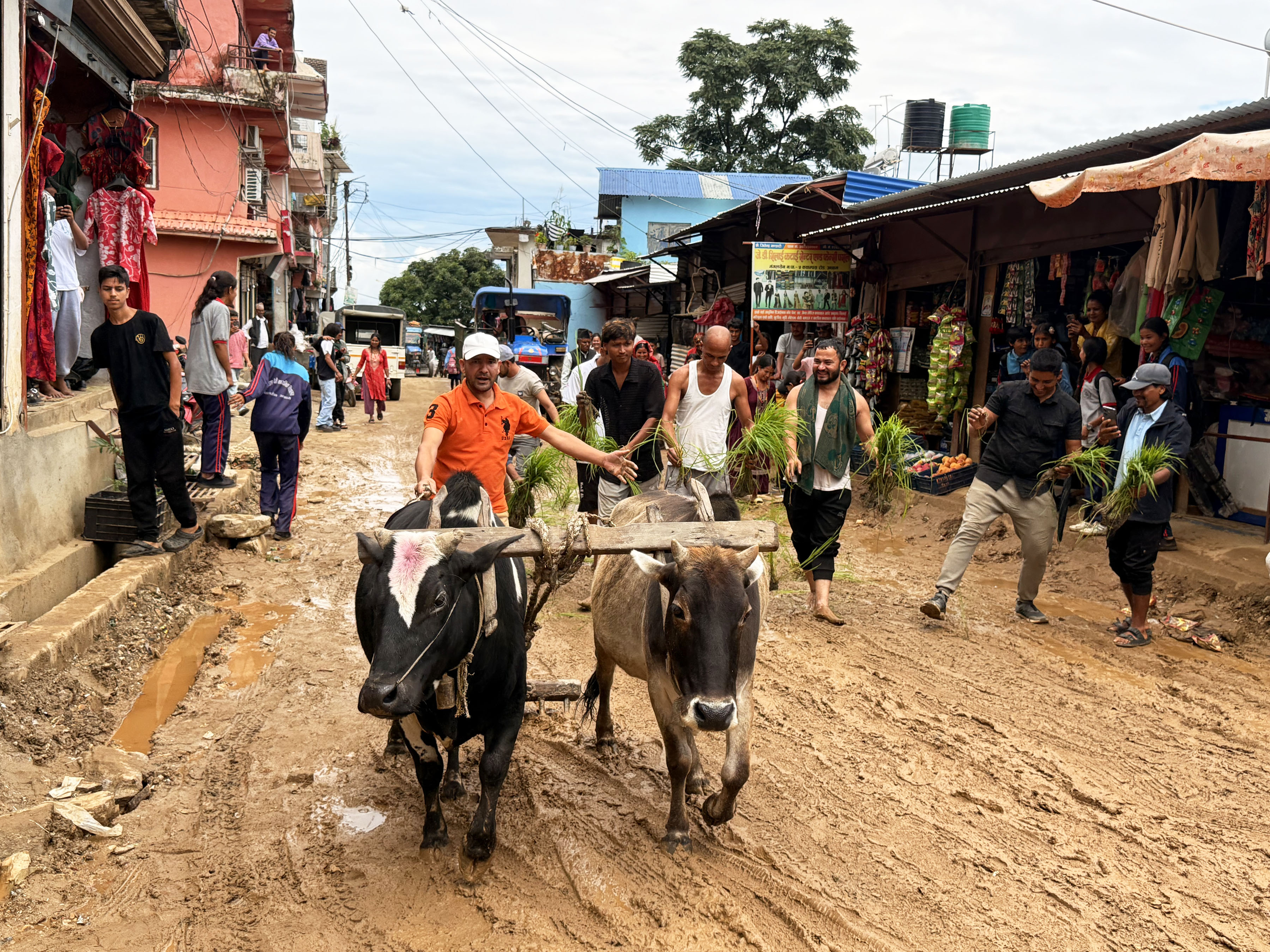 मंगलसेनबासीले गरे मुख्य सडकमा रोपाइँ