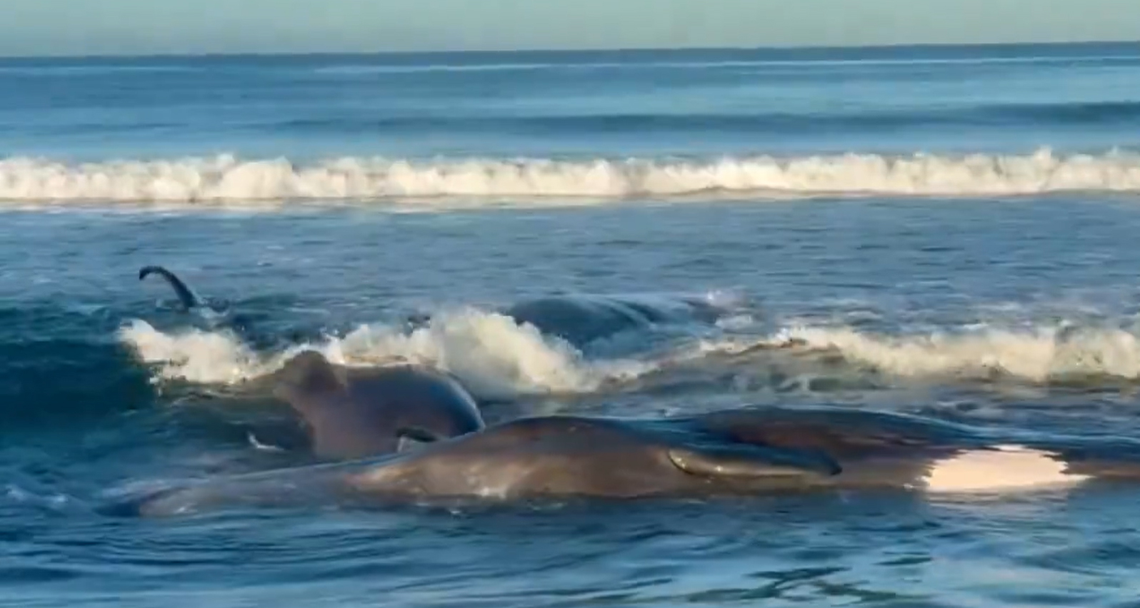 सुनामीले जापानमा ४ ह्वेललाई बगाएर किनारामा ल्यायो (भिडियोसहित)