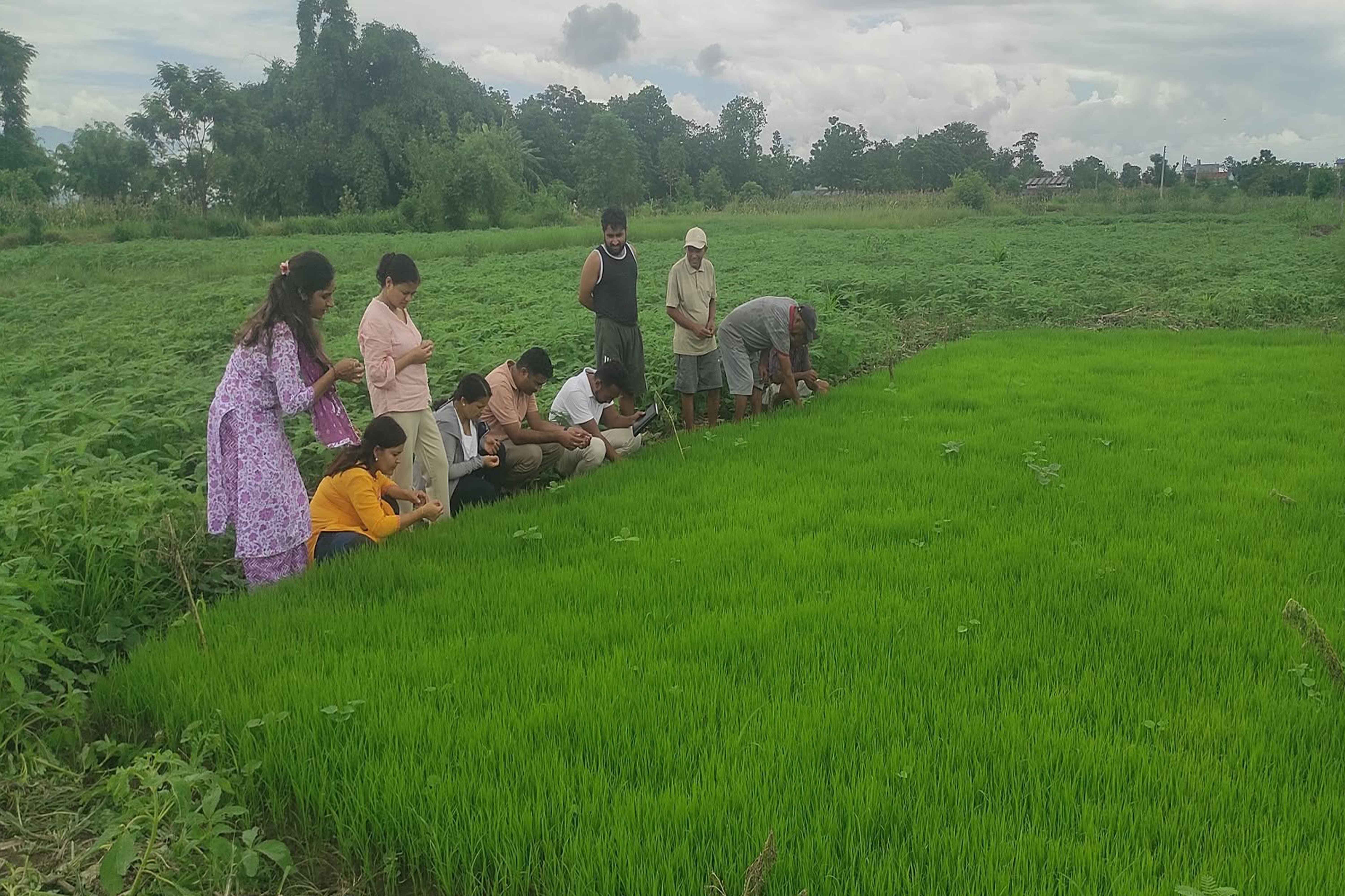 धानको ब्याडमा खैरा रोग र गवाराको प्रकोप
