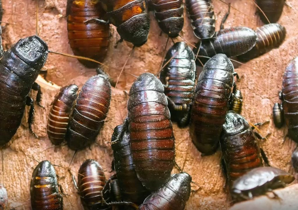 साङ्लालाई जरैबाट कसरी हटाउने? थाहा पाउनुहोस् घरेलु उपाय!