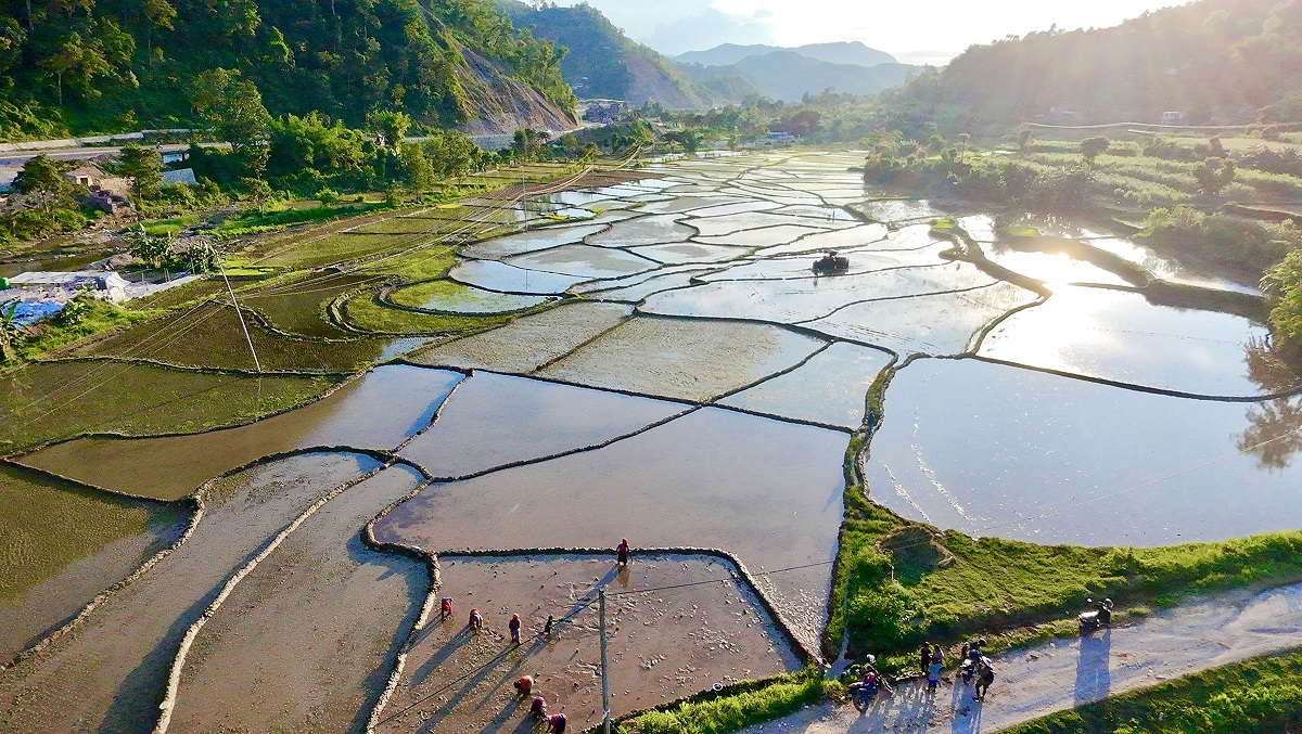 मनसुन समय अगावै भित्रिँदा धान रोपाइँ बढ्यो, कुन प्रदेशमा कति ?