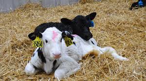 पाडीबाच्छी हुर्काउन ३० लाख अनुदान