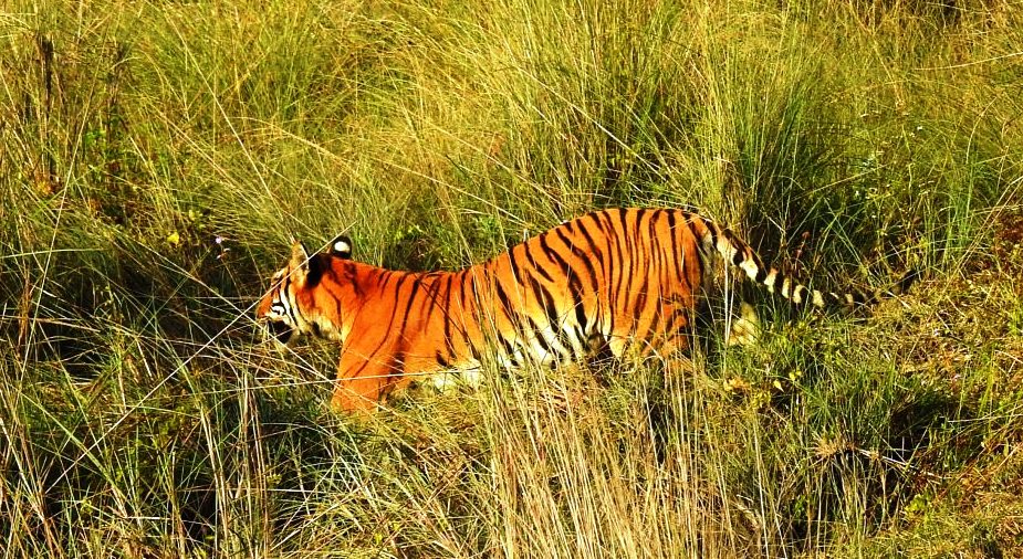 चितवन राष्ट्रिय निकुञ्जमा बाघ गणना सुरु
