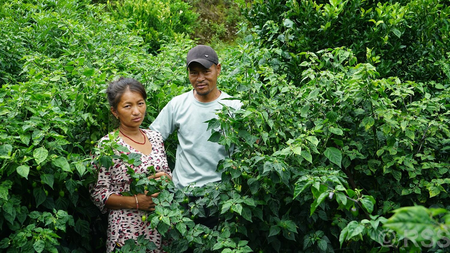 अकबरेखेती गरेका किसानलाई बजारको चिन्ता