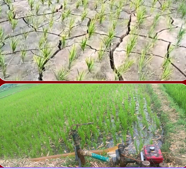 मधेशमा ५७ प्रतिशत मात्रै धान रोपाइँः खाद्य सुरक्षाको जोखिम हुन सक्ने