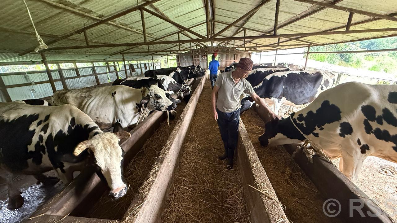 गाईपालनबाट मासिक तीन लाख ५० हजार आम्दानी