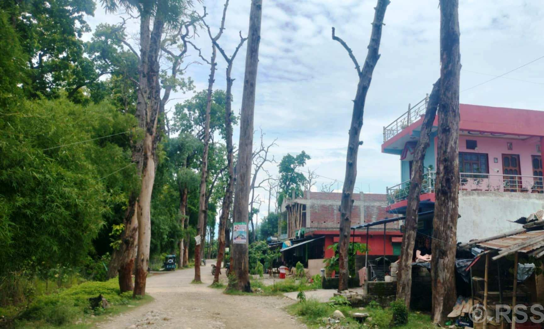 वनसमिति–कसरौल सडक जोखिमपूर्ण