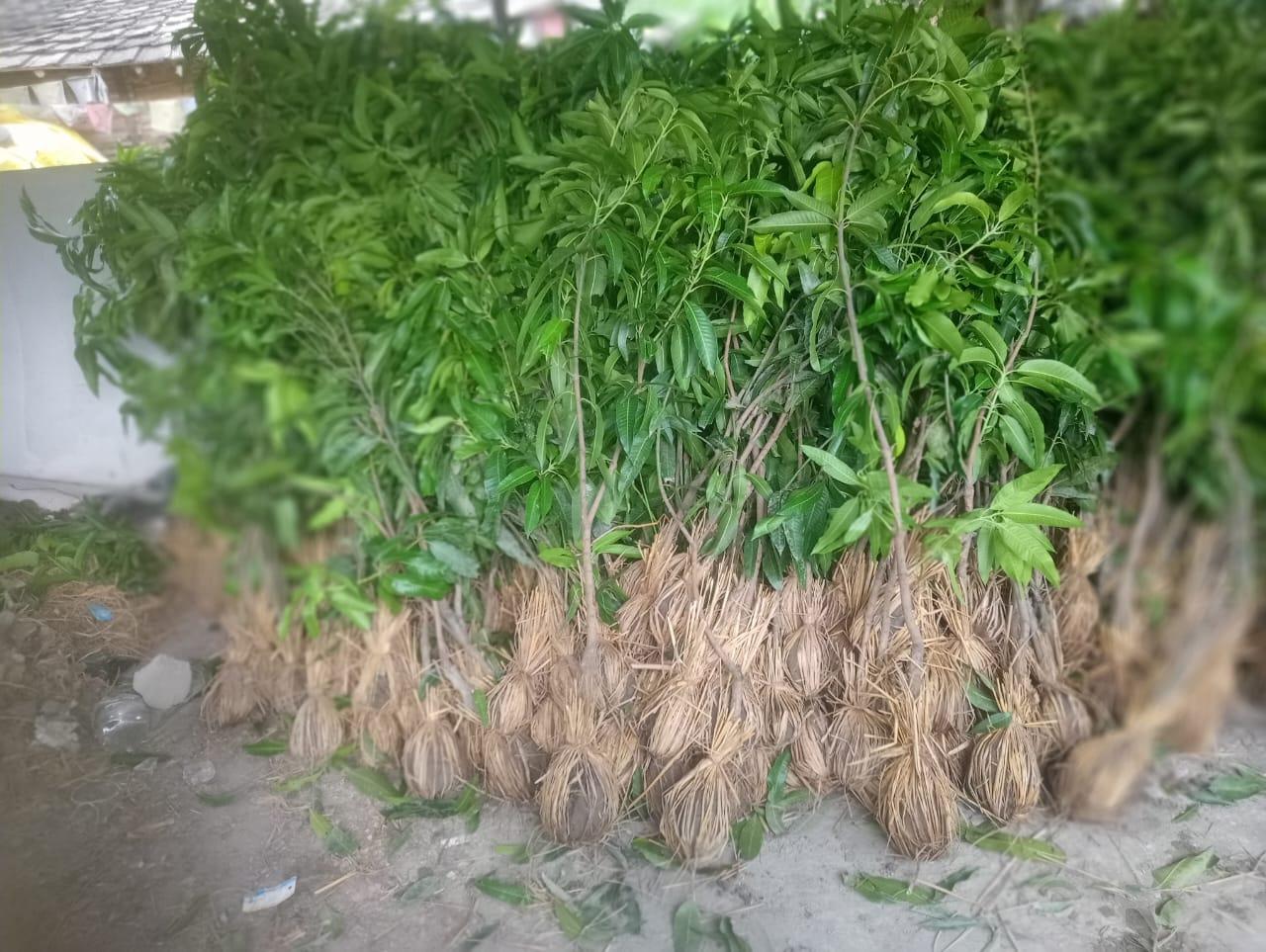 फलफूलखेतीतर्फ किसानको आकर्षण बढ्दो