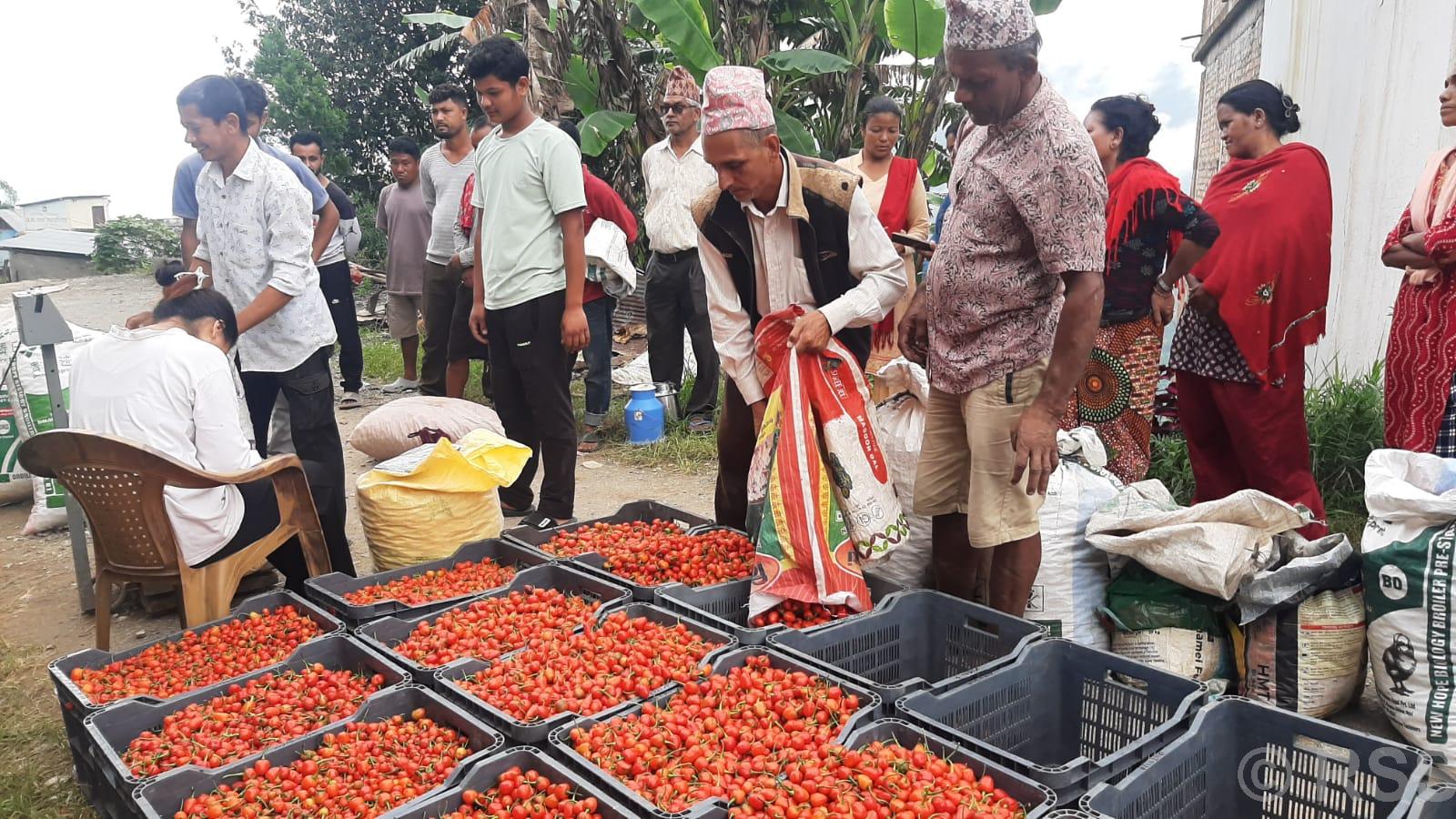 अकबरेबाटै लाखौँ आम्दानी
