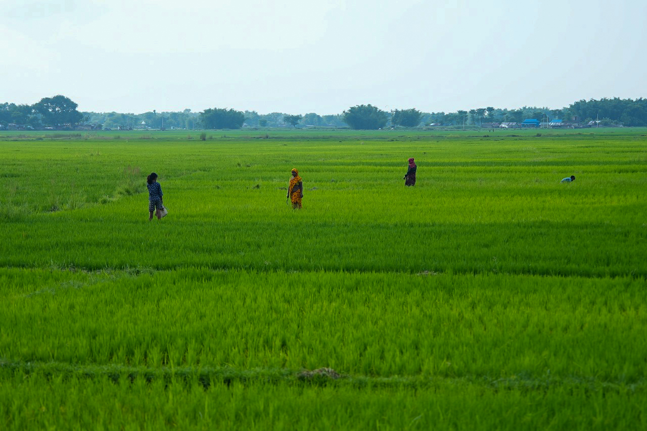 धान गोड्न व्यस्त जहदाका किसानहरु (फोटो फिचर)