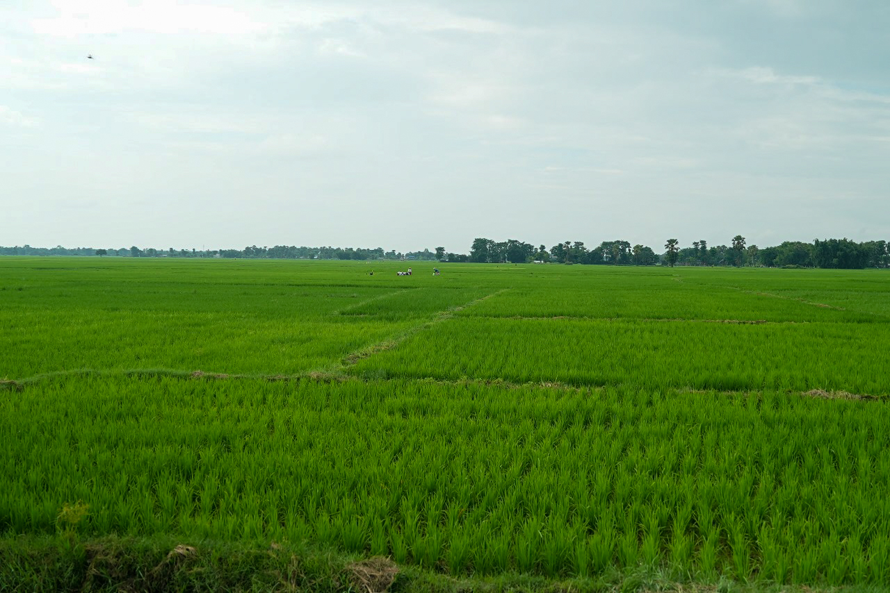 पर्सामा धान उत्पादन २० प्रतिशतले घट्ने अनुमान