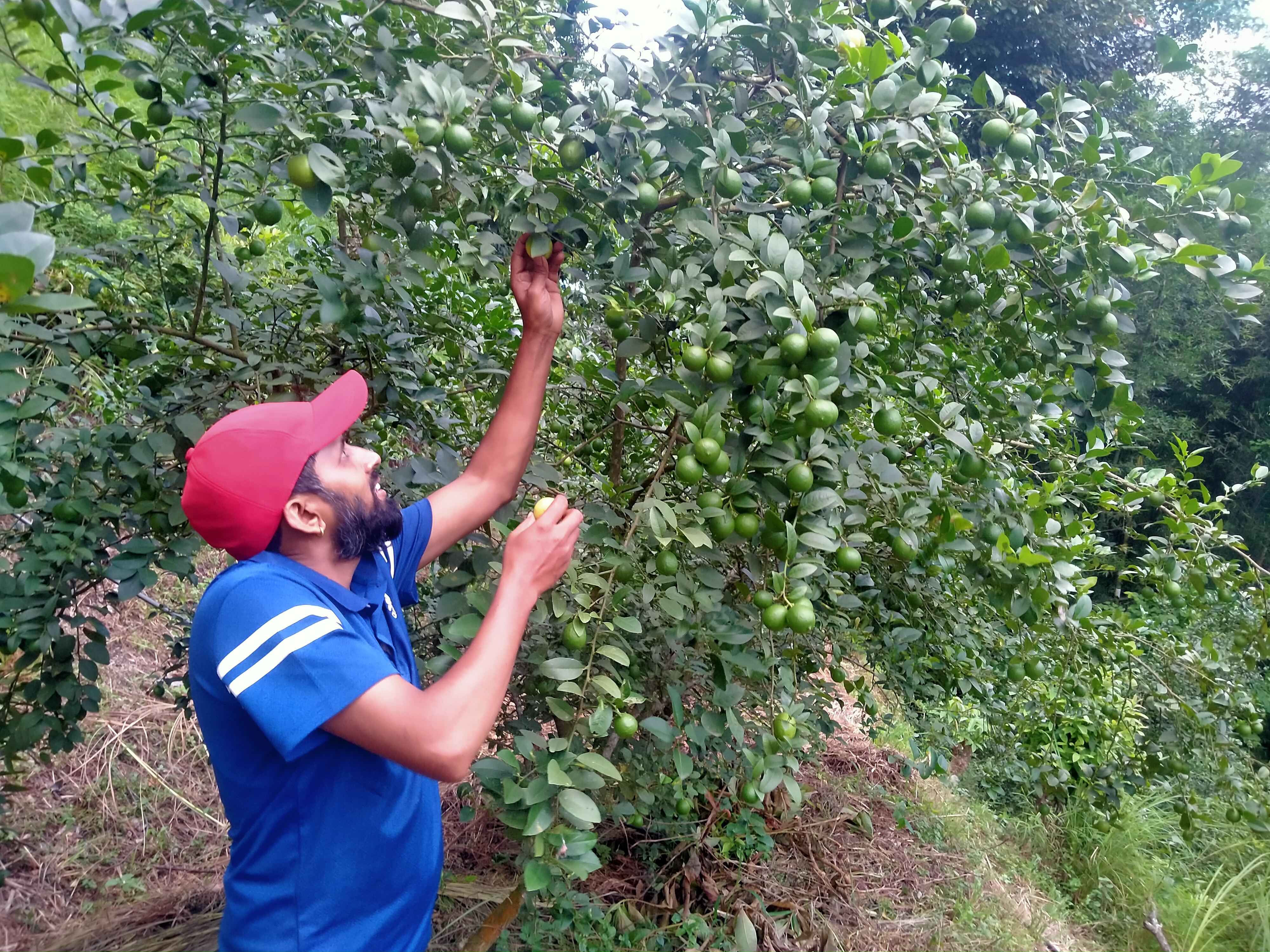 बाँझिएको जमिनलाई फाँडेर रहरलाग्दो कागतीखेती