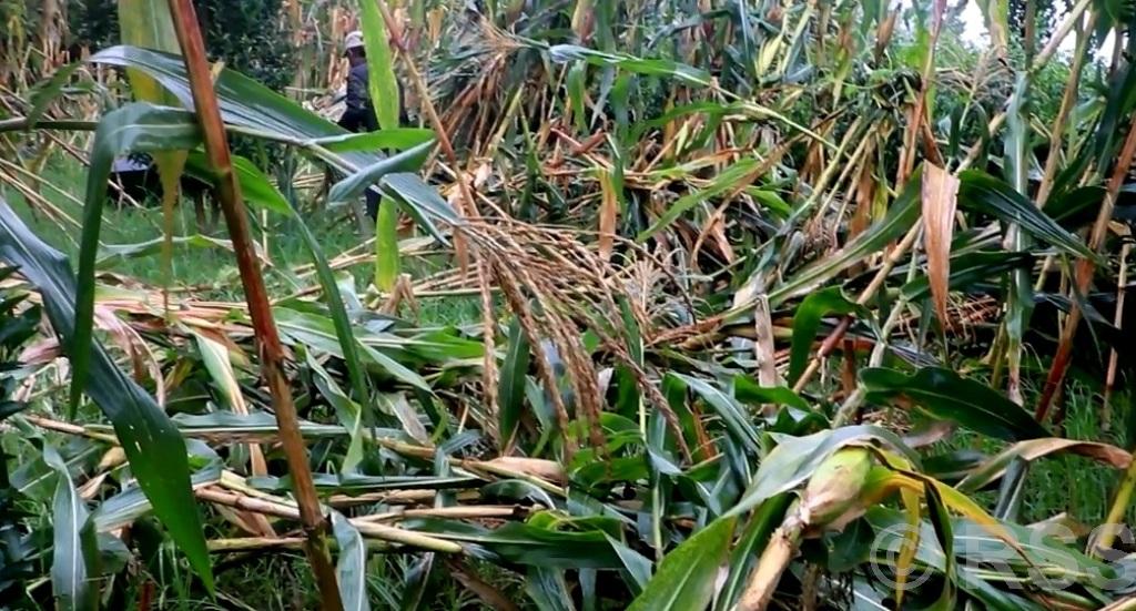 हावाहुरीले मकैबालीमा क्षति, किसान चिन्तित