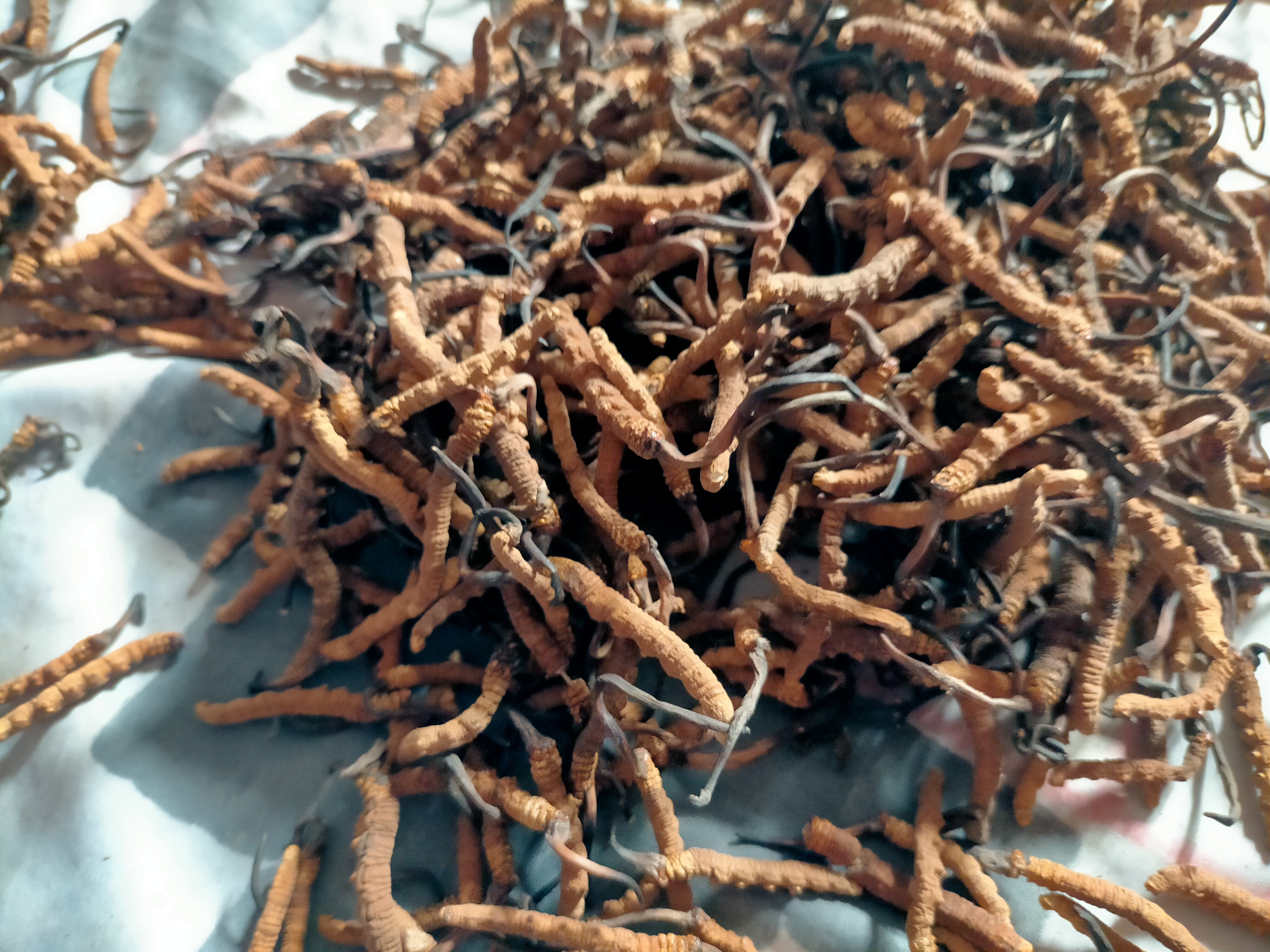 विक्री भएन यार्सागुम्बा, संकलक र व्यापारी मारमा