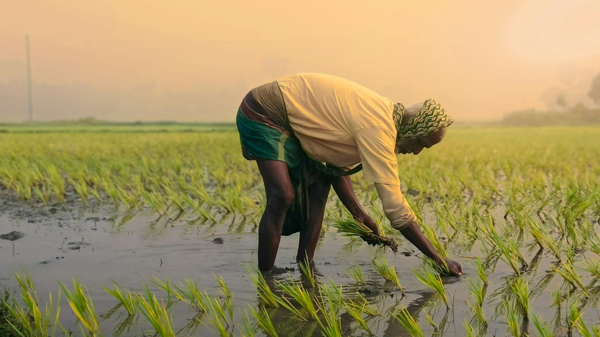 मनसुन कमजोर भएपछि धान रोपाइँ साढे तीन प्रतिशतले घट्यो