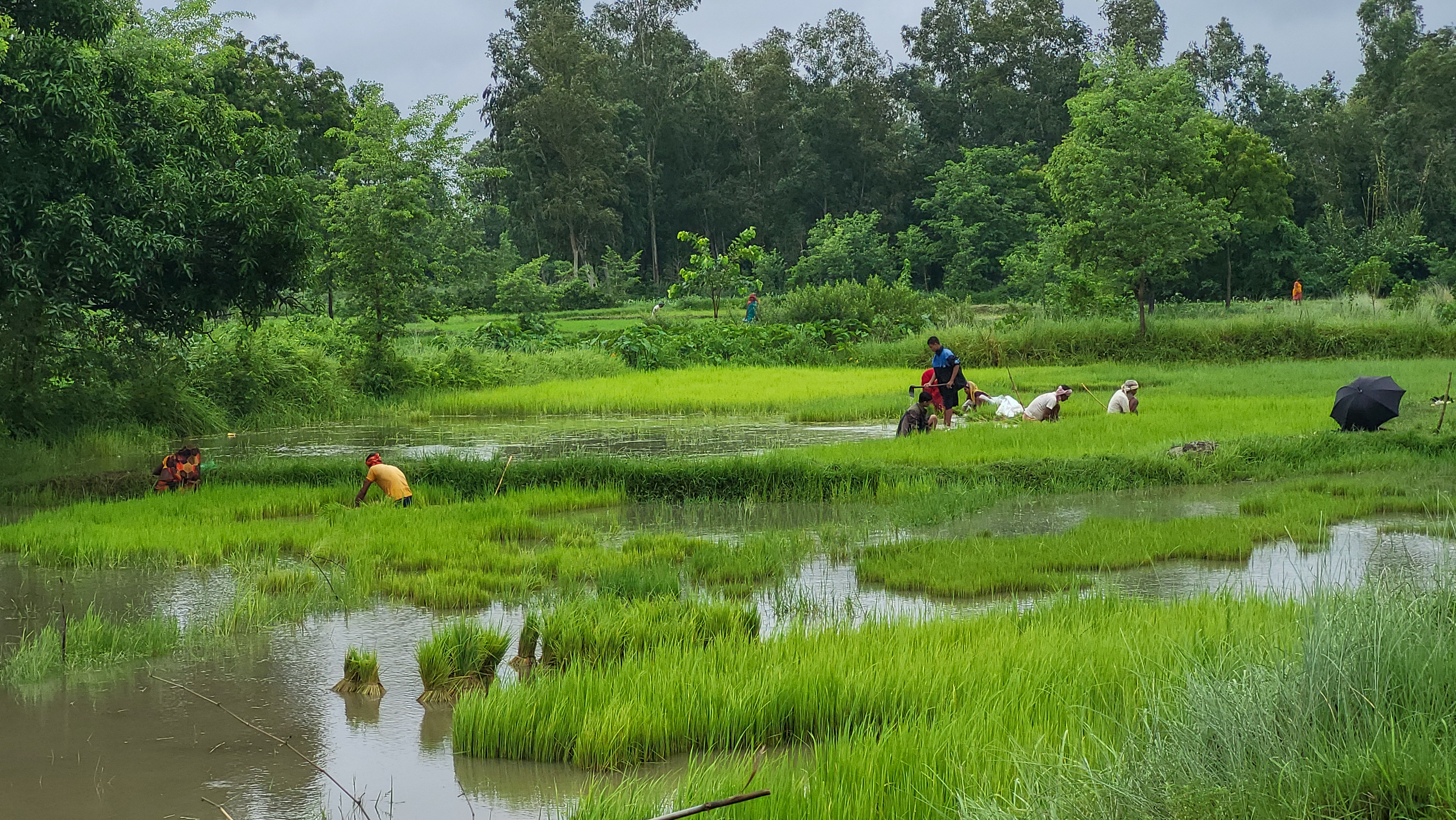 धान गोड्ने बेला किसान रोपाइमा व्यस्त (तस्बिरहरू)