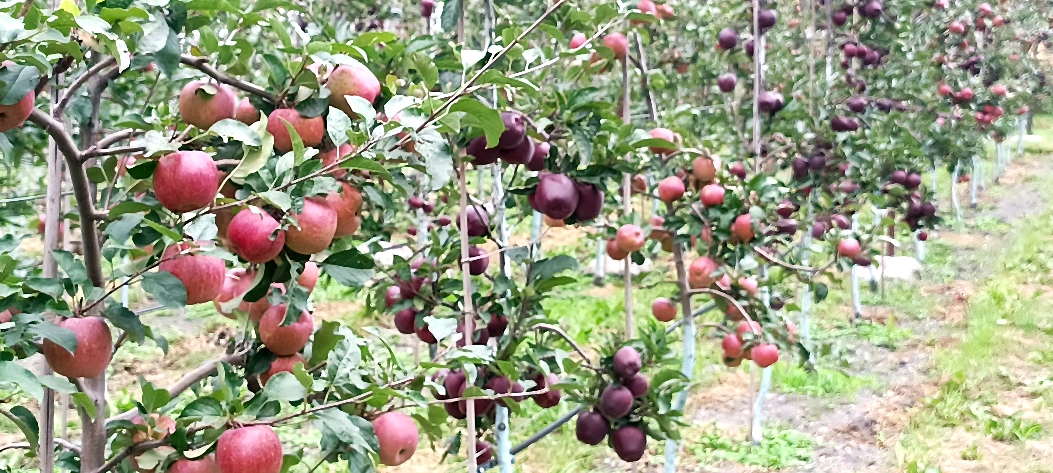 मुस्ताङको टुकुचे गाउँमा लटरम्म फलेको स्याउ