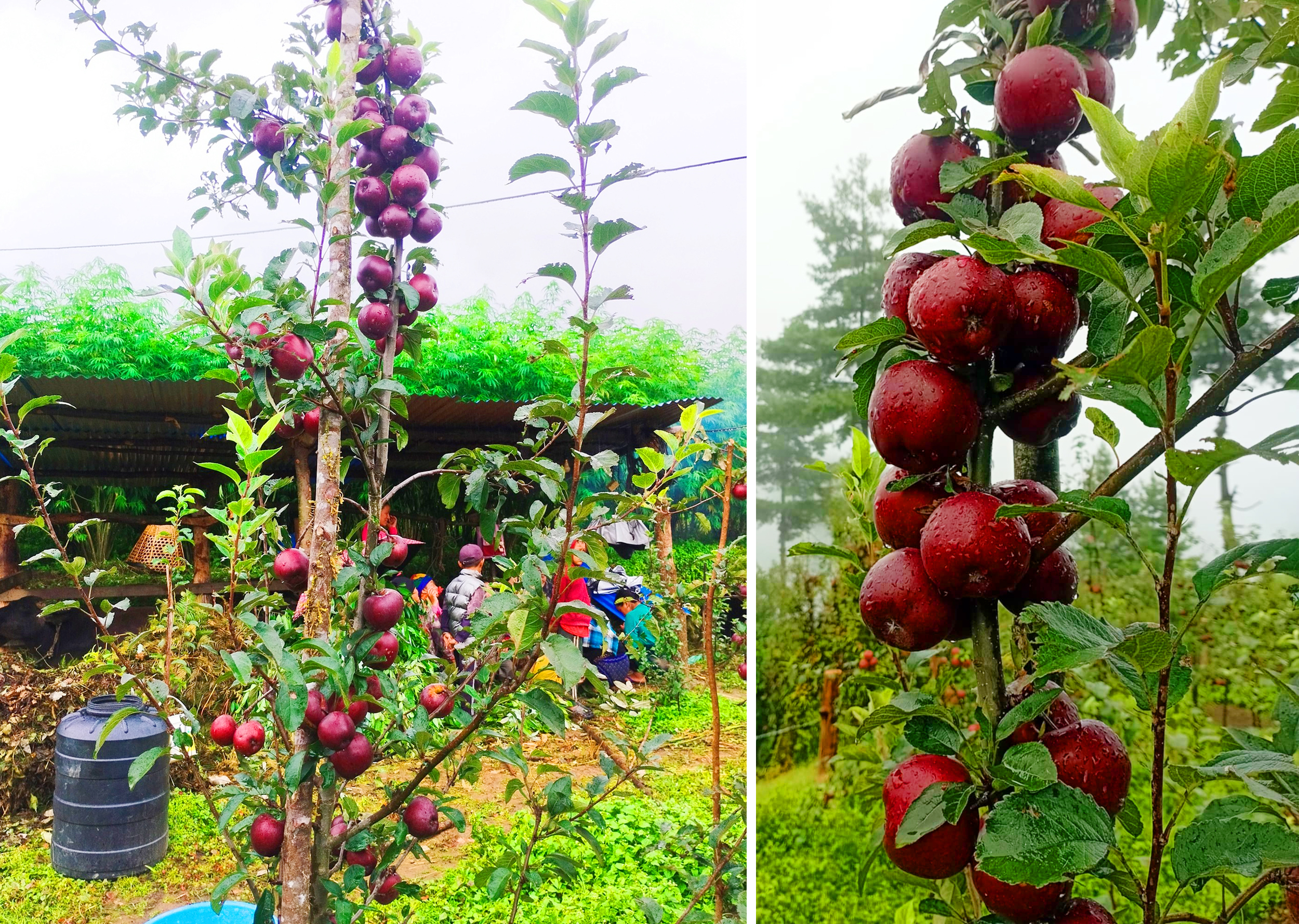 बागलुङका एक जनप्रतिनिधि व्यावसायिक स्याउखेतीमा रमाउँदै