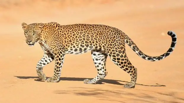 गाउँ छिरेर पाडो खान खोजेको चितुवाको भैंसीको आक्रमणबाट मृत्यु