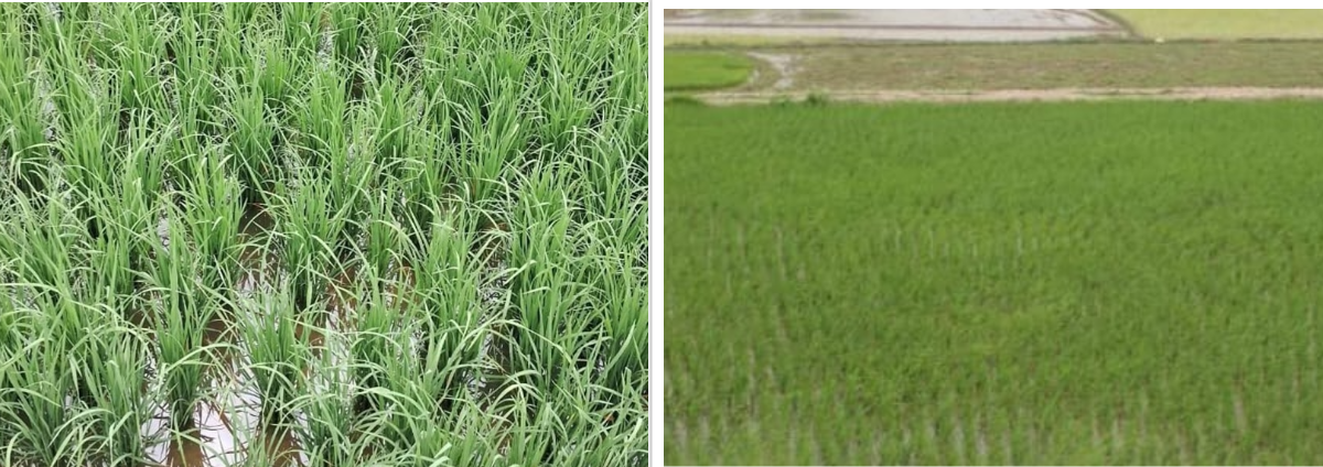 धाँजा फाटेको धान खेतमा आकाशे पानी जम्यो, किसान हर्षित (तस्बिरहरू)