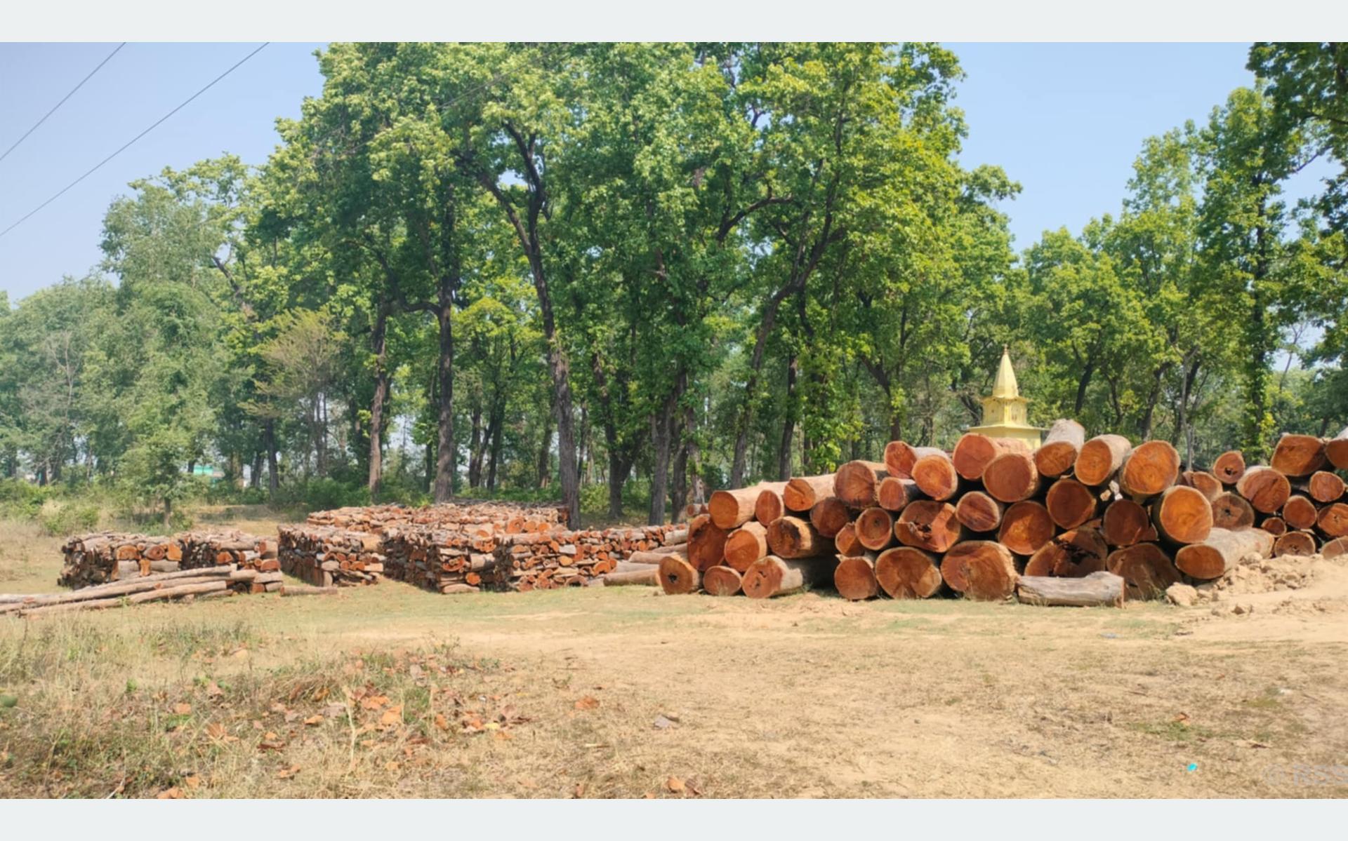 नीति अभावले करोडौंको काठ वनमै कुहिँदै