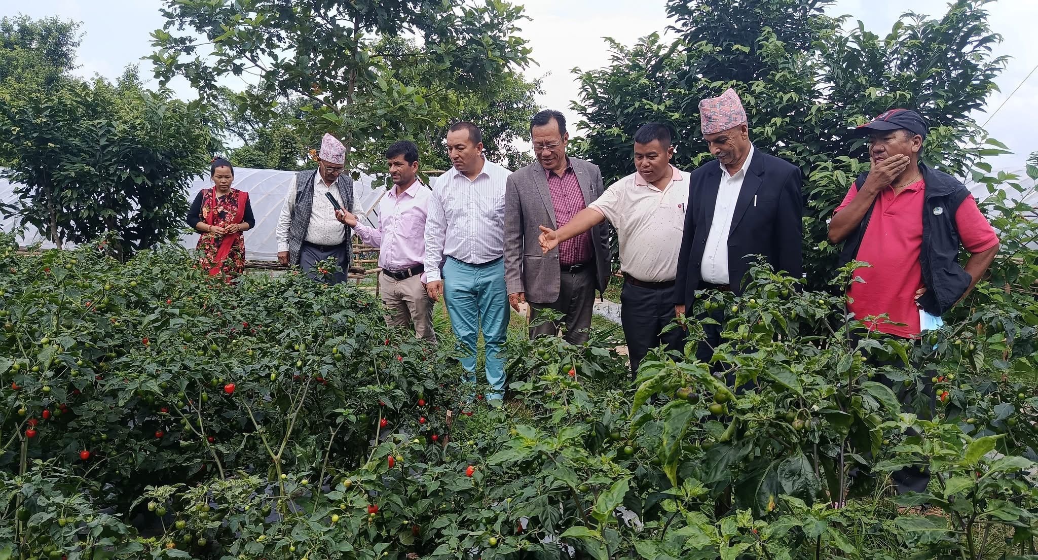 भीमादमा व्यावसायिक अकबरे खुर्सानीखेती