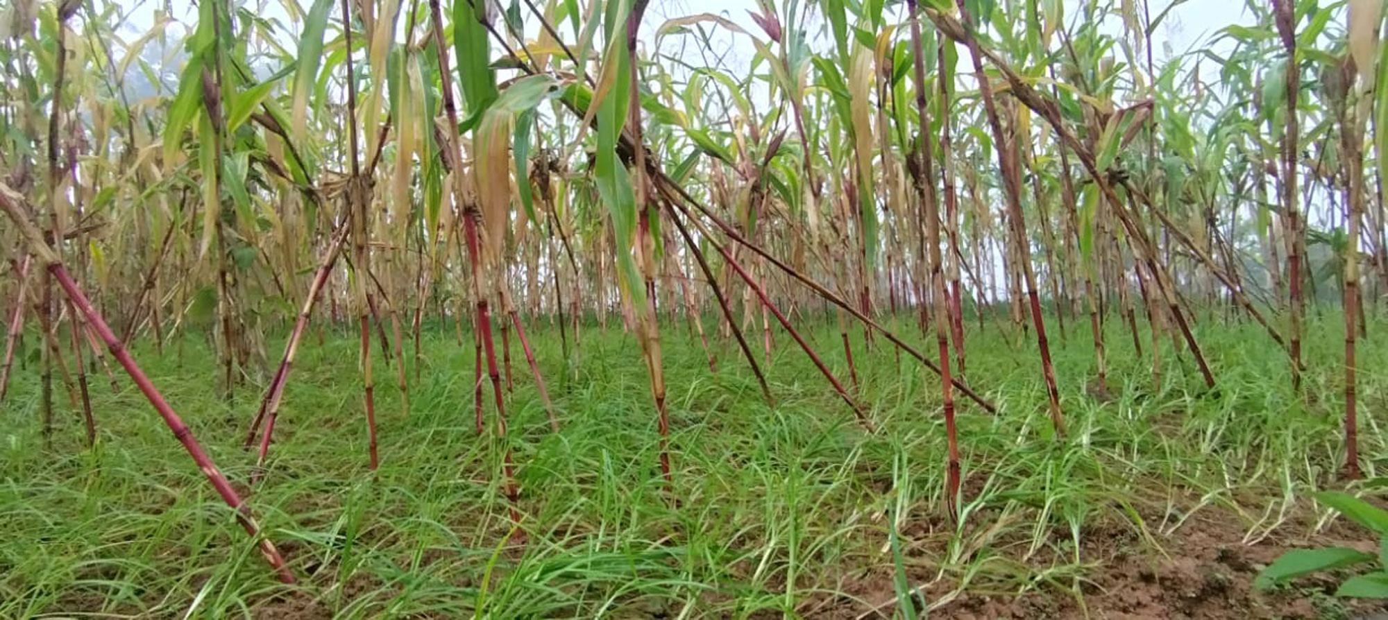 बहुगुणी अन्न कोदोः खेती गर्न किसानको अरुची