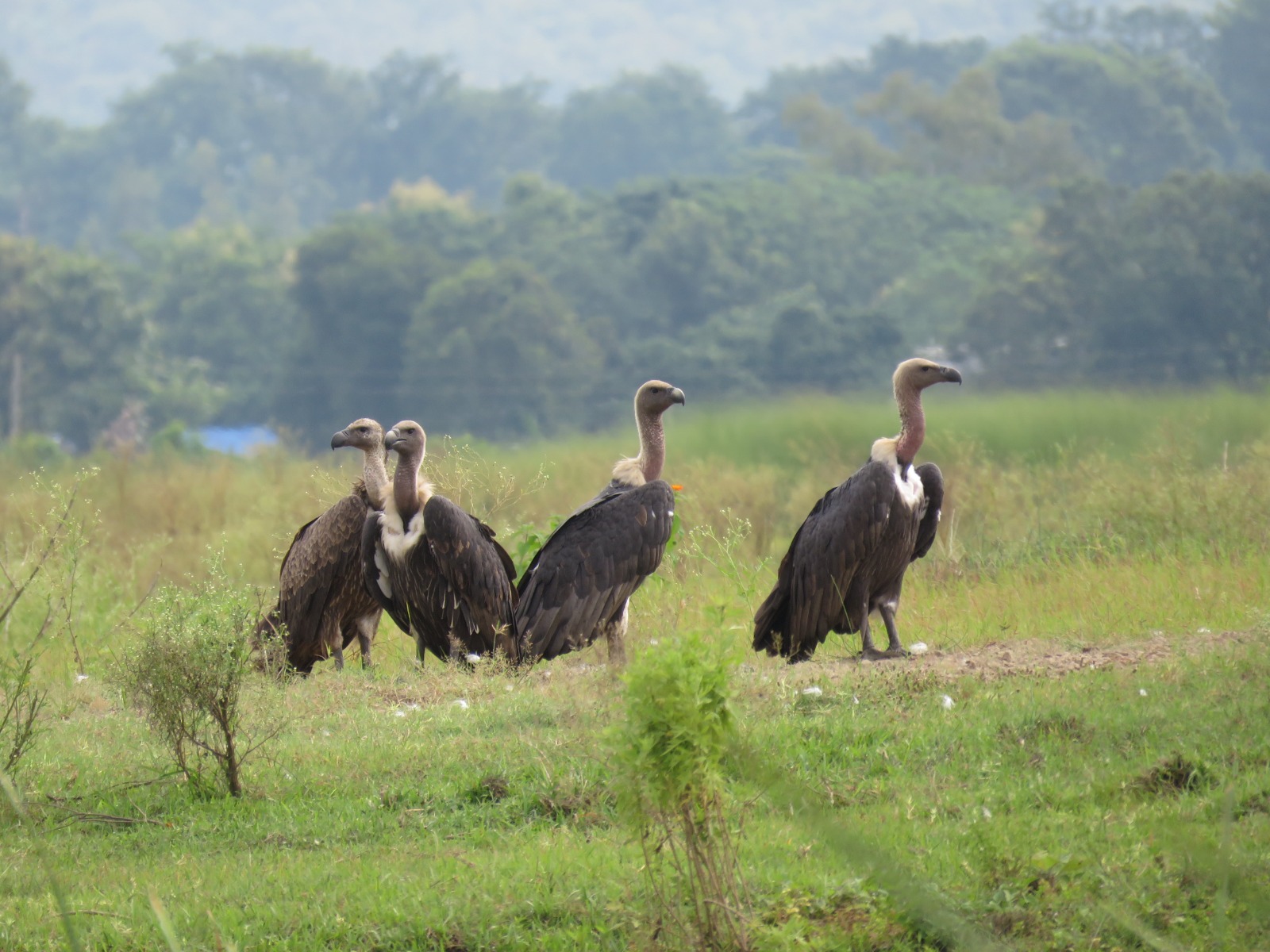 गिद्धको संख्या बढ्दै, संरक्षणकर्मी उत्साहित
