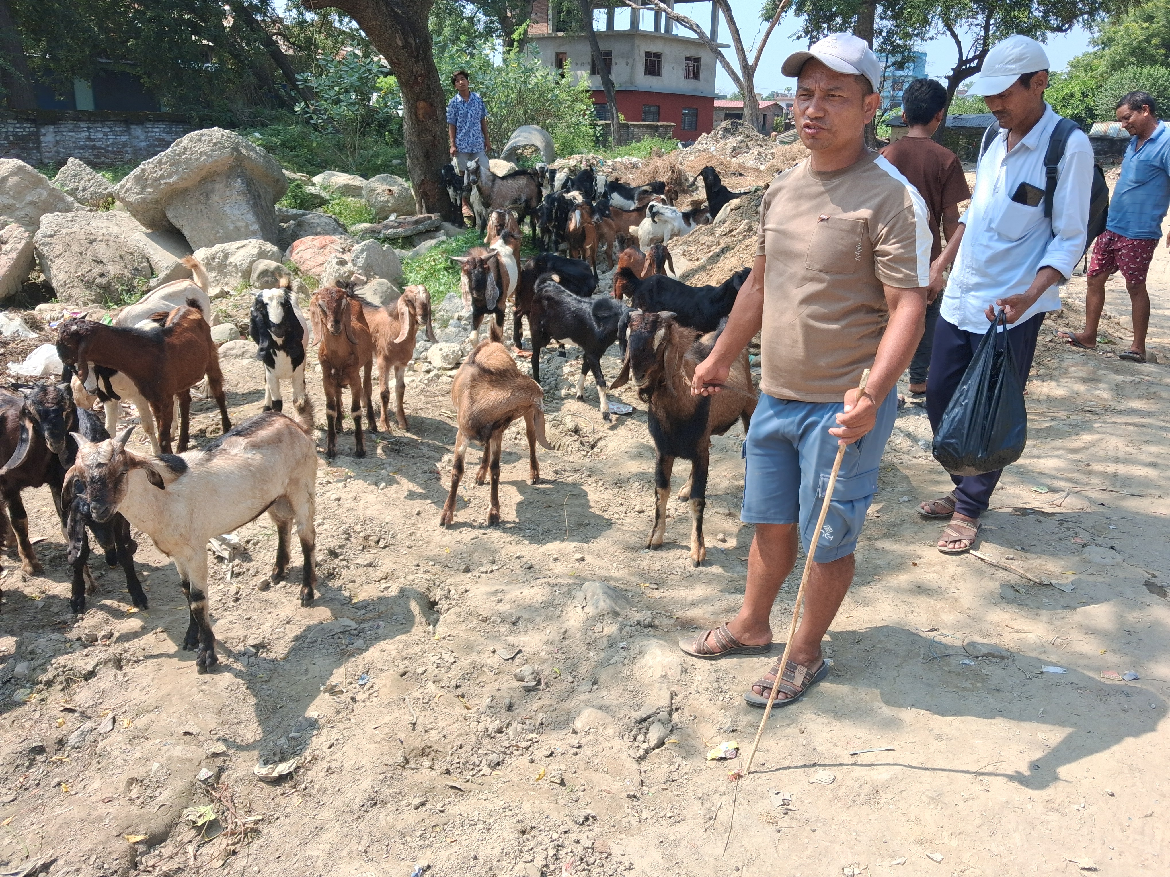 खसी-बोका बिक्री हुँदा किसान खुसी