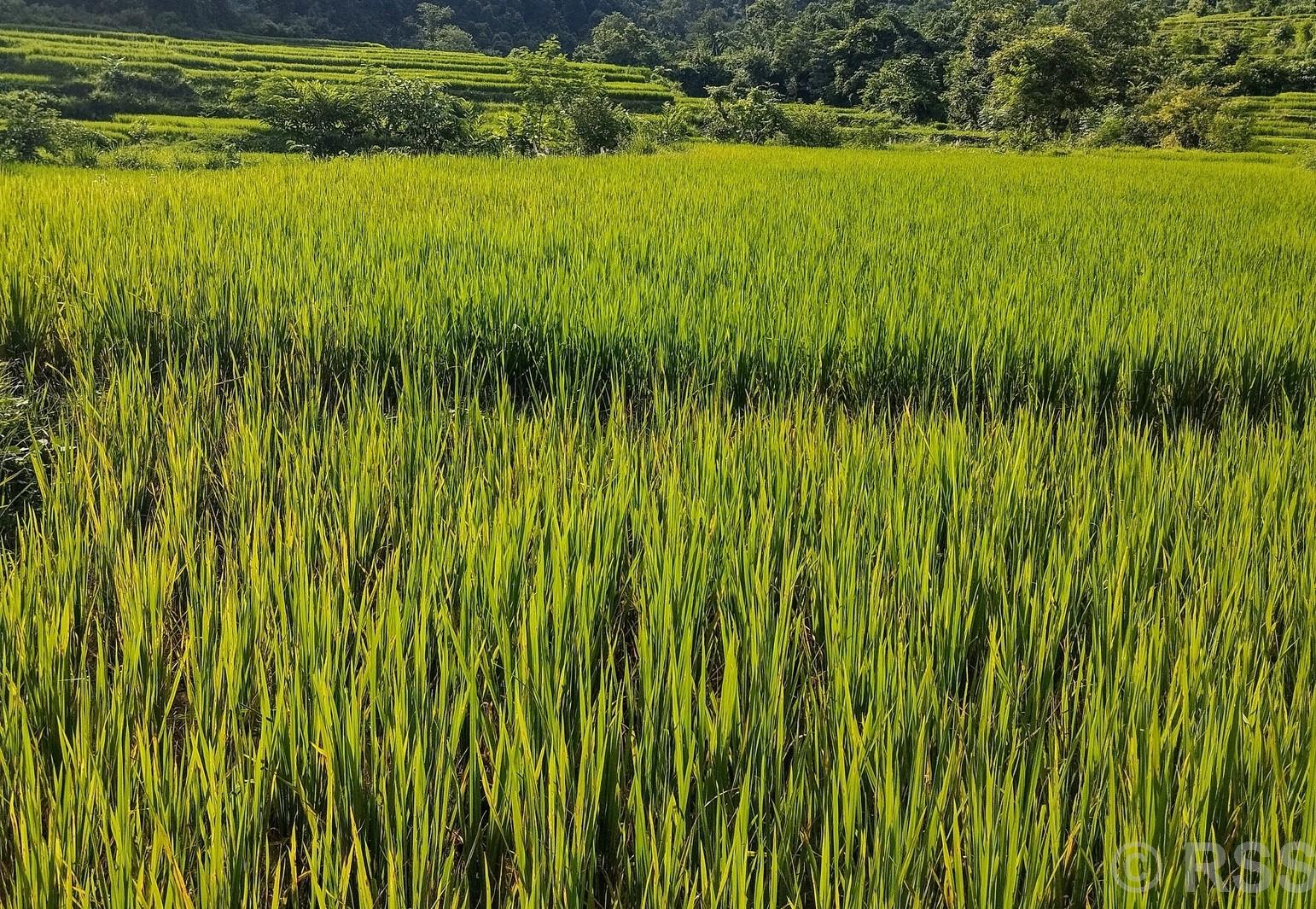 बन्दीपुरका धानबालीमा ब्लाष्ट रोग देखियो