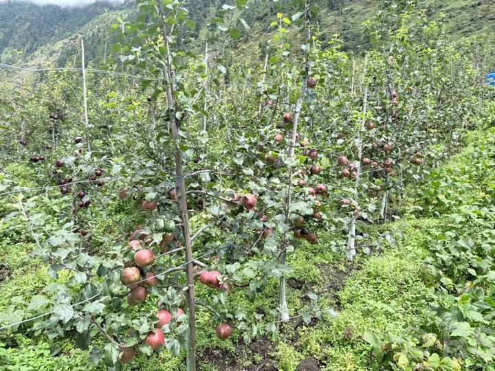 उत्तरी गोरखाका किसान धमाधम स्याउ टिप्दै