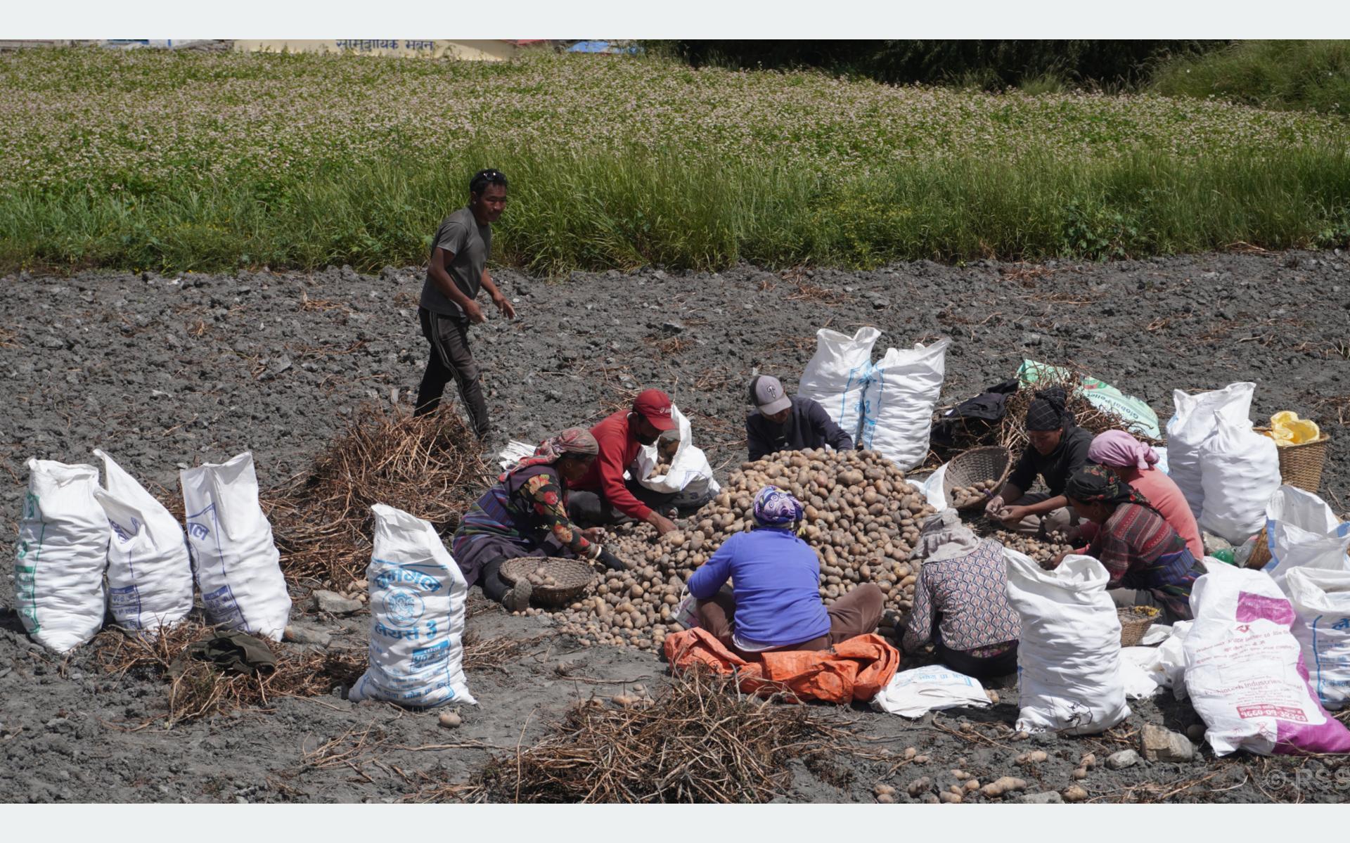 मुस्ताङको ४७० हेक्टर क्षेत्रफलमा आलुखेती