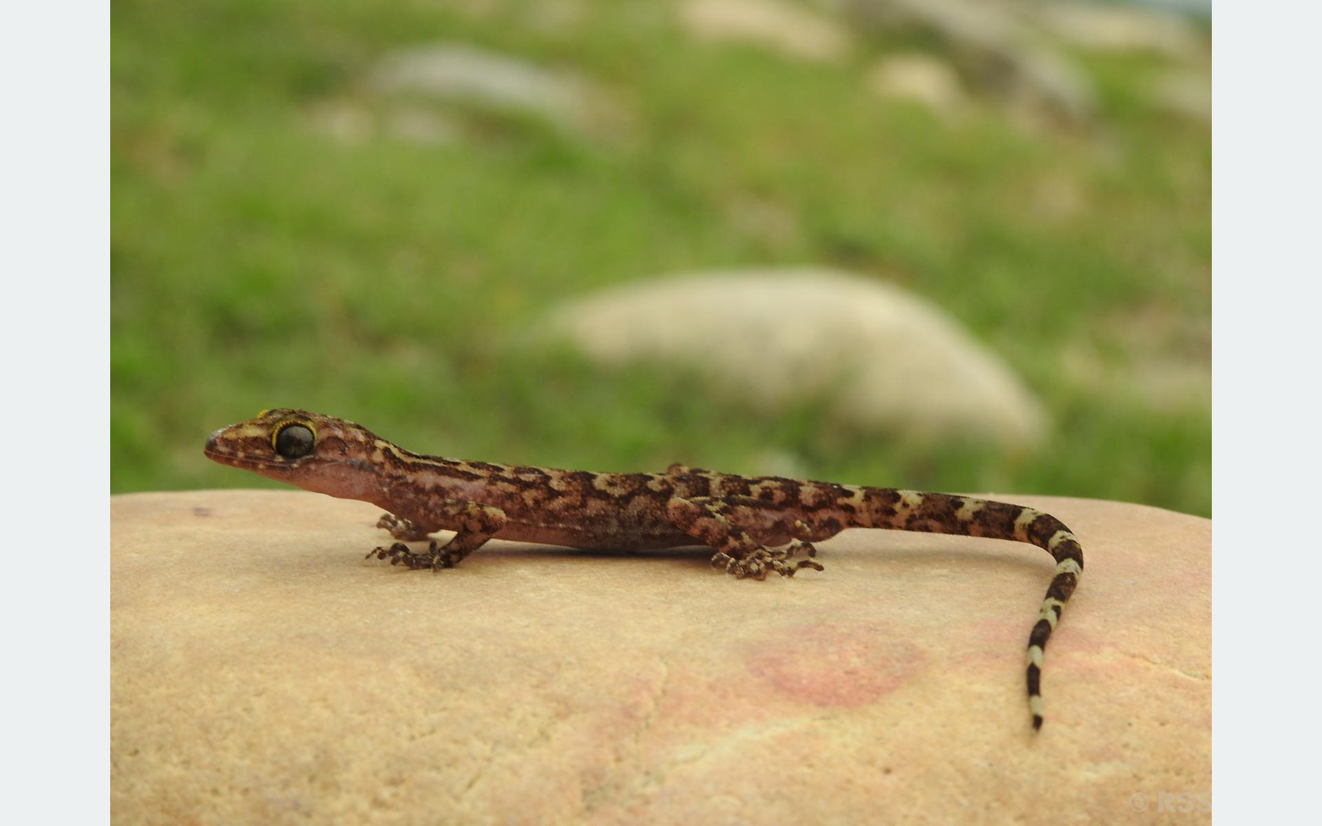 नेपालमा भेटिए छेपारोका दुई नयाँ प्रजाति