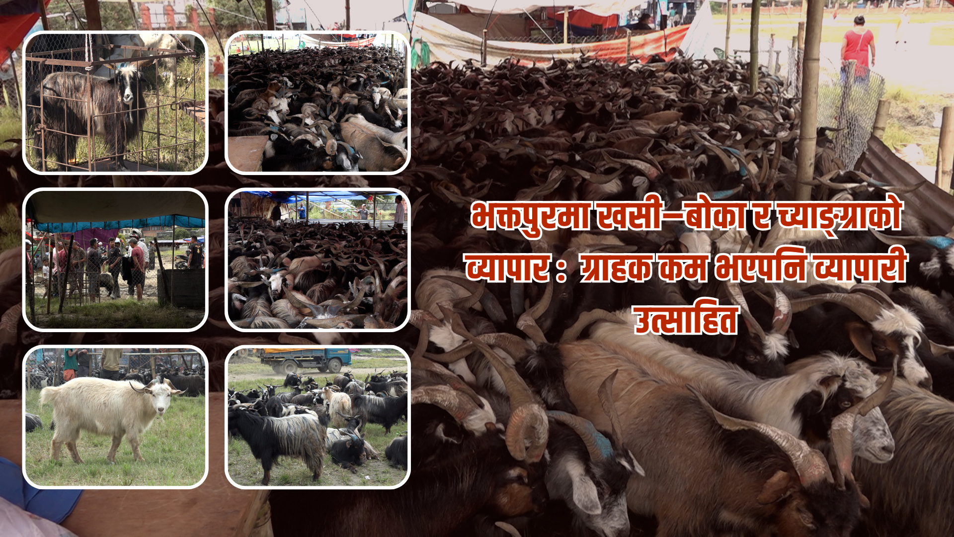 भक्तपुरमा खसी-बोका र च्याङ्ग्राको व्यापार : ग्राहक कम भएपनि व्यापारी उत्साहित