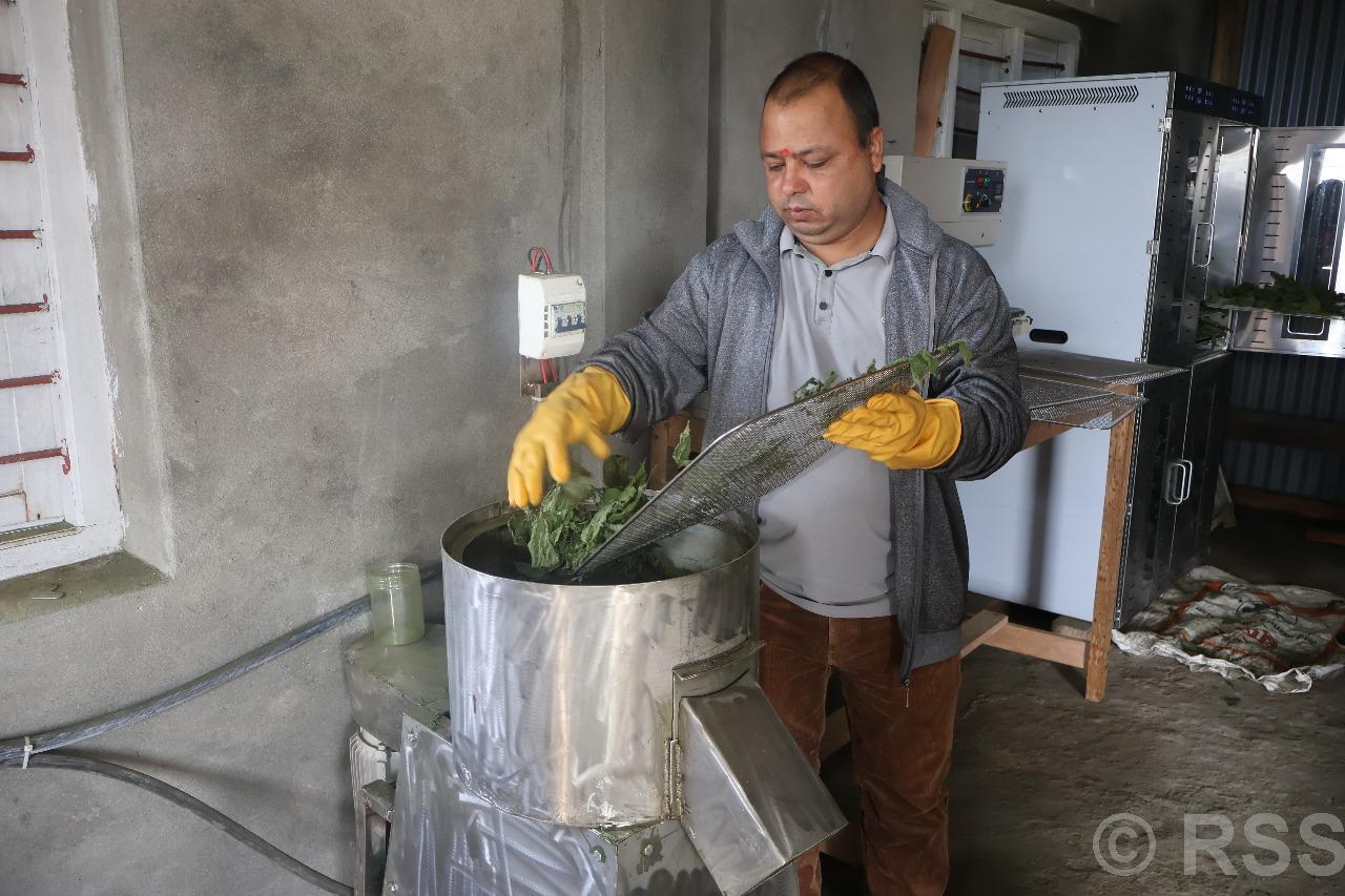 तेह्रथुममा सिस्नो प्रशोधन सुरु, सुपरमार्केटहरूको माग धान्नै मुस्किल