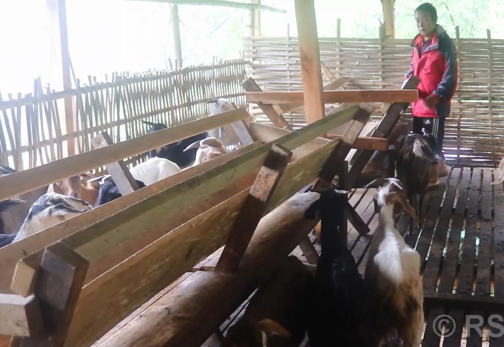 पूर्व गोरखा सैनिक राईको लोभलाग्दो बाख्रापालन व्यावसाय