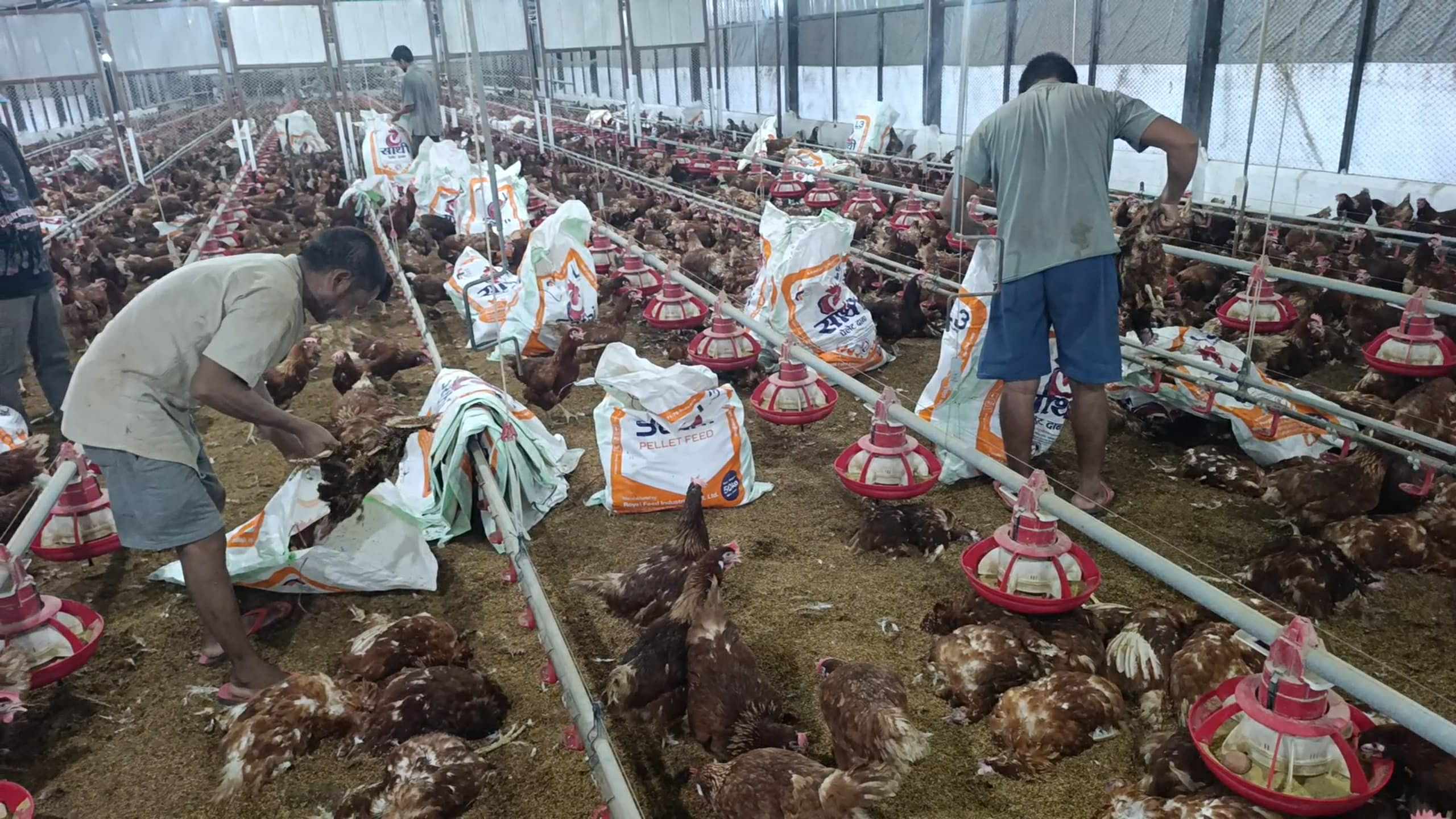 विद्युत् ‘फेज’ असन्तुलनले पोल्ट्री फार्ममा १० हजारभन्दा बढी कुखुरा मरे, करोडौँको क्षति