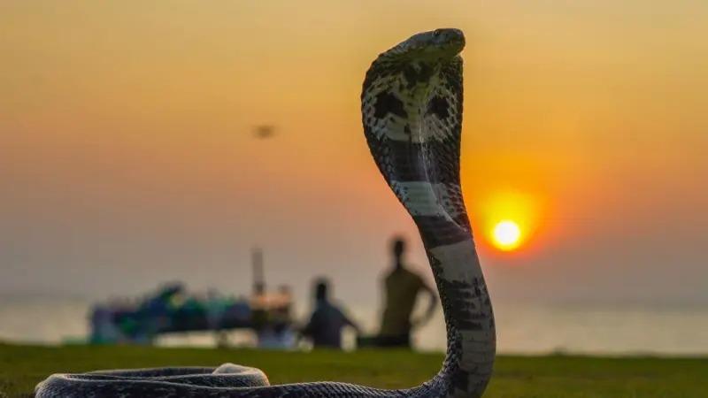 मरिसकेको सर्पले घण्टौंपछि समेत डस्न सक्ने अध्ययनको निष्कर्ष