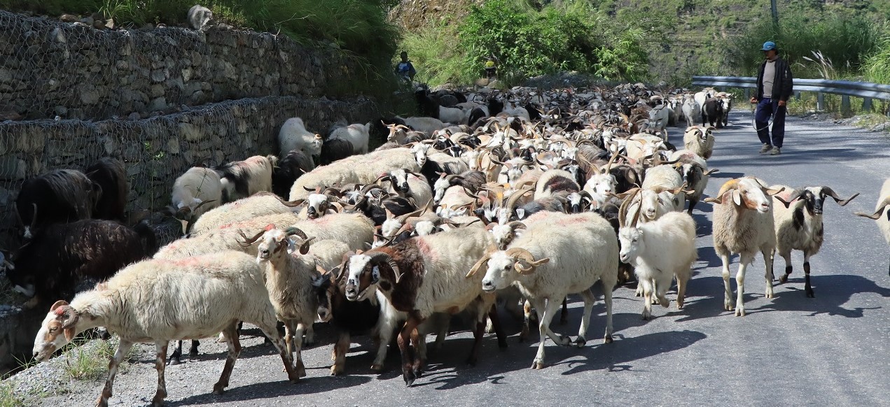 यस वर्ष सस्तियो भेडाच्याङग्राको मूल्य