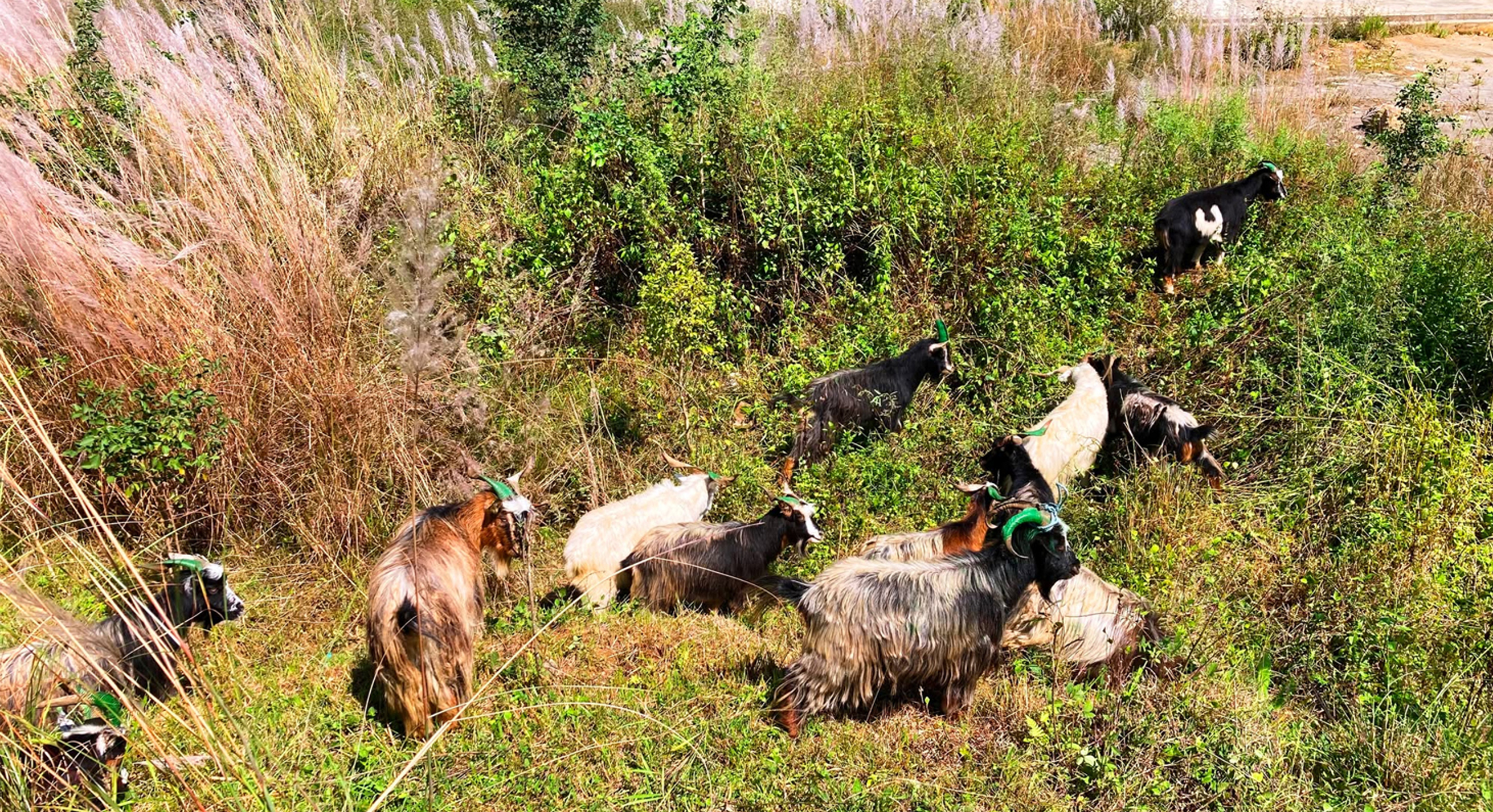 च्याङ्ग्रा व्यापारीको दुःखः दशैं खर्च जोहो गर्न डोल्पादेखि बागलुङ