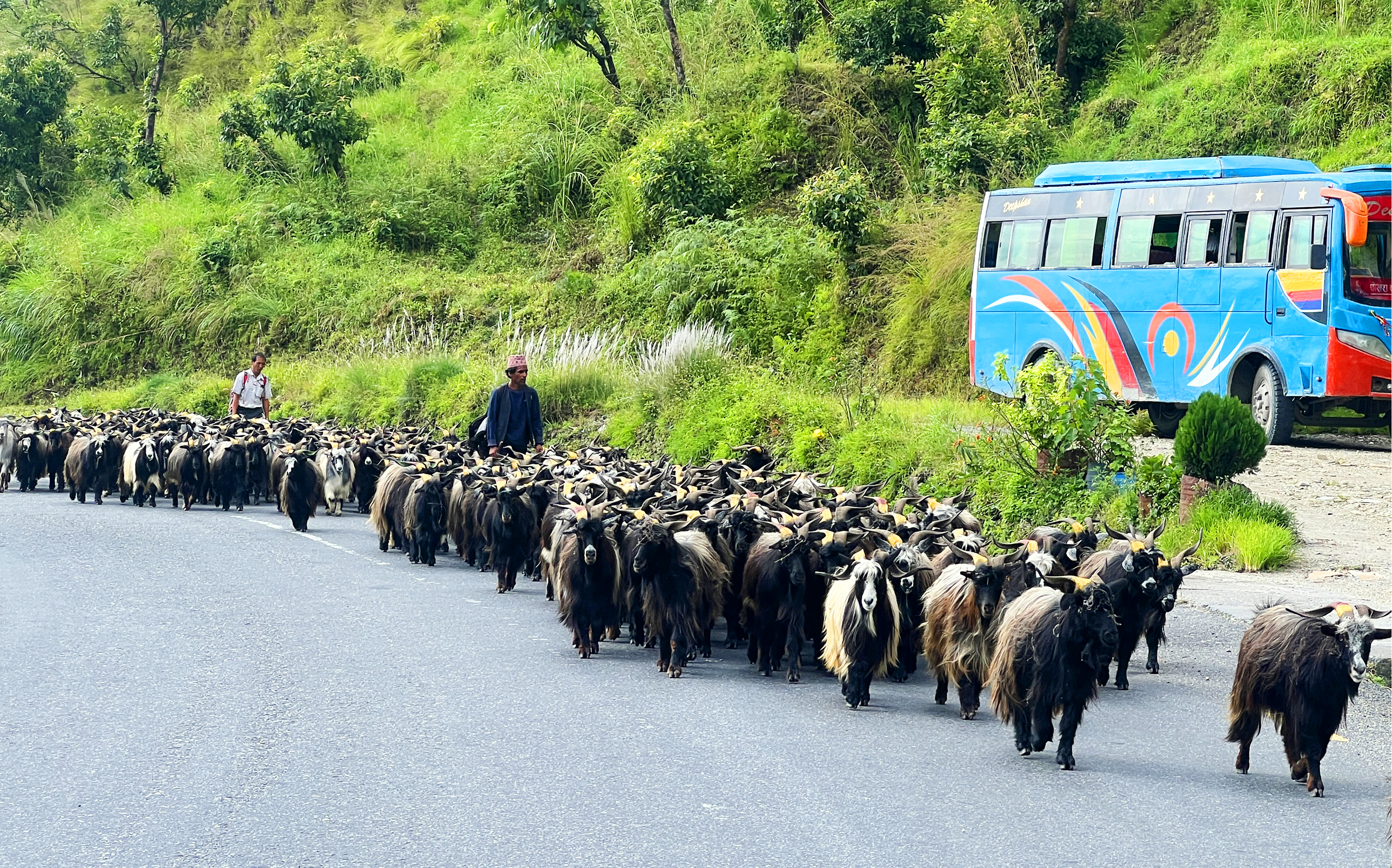 हिमाली च्याङ्ग्रा पहाड र तराईका मुख्य बजारमा