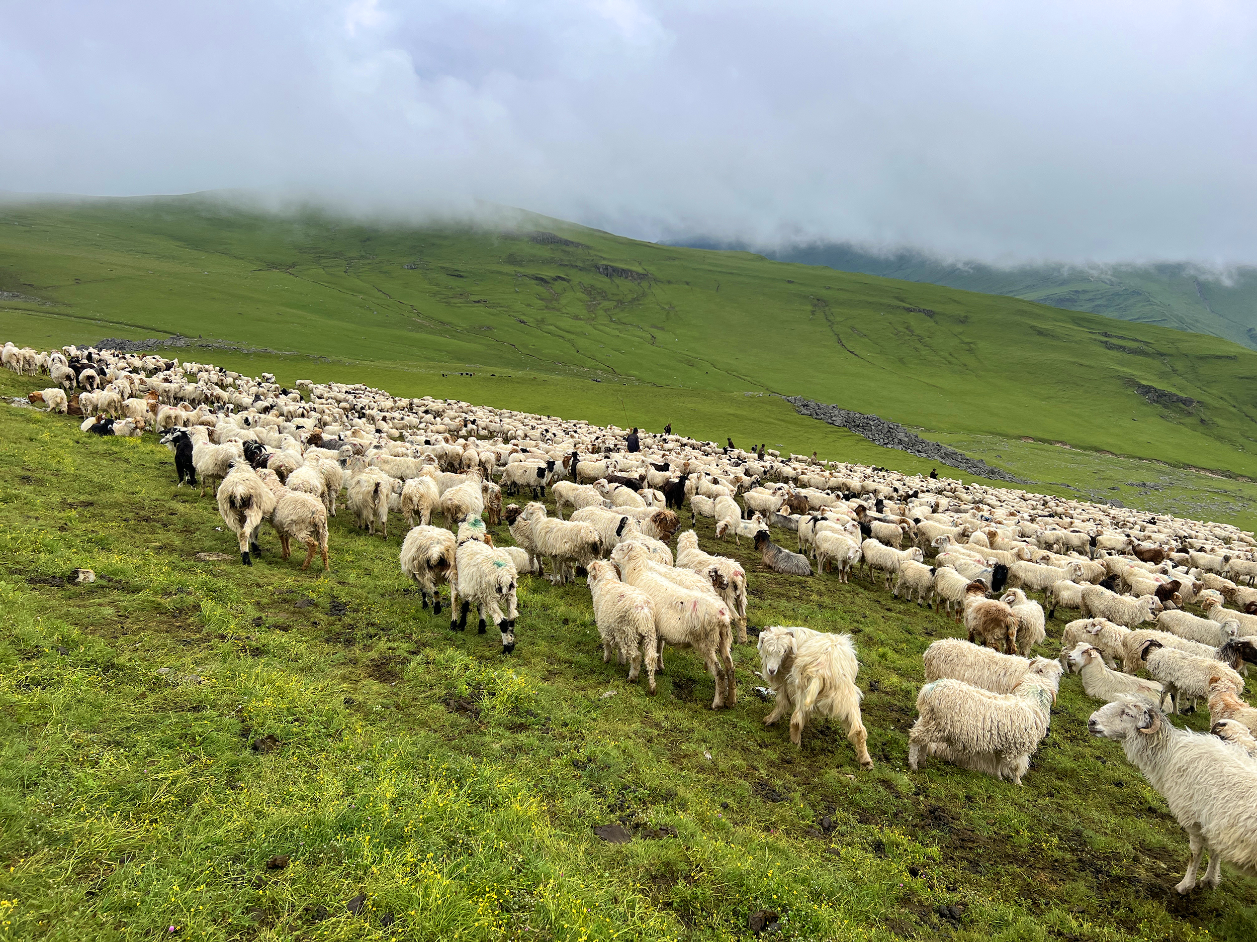 दशैं सुरु भएसँगै बेसी झर्न थाले भेडीगोठ