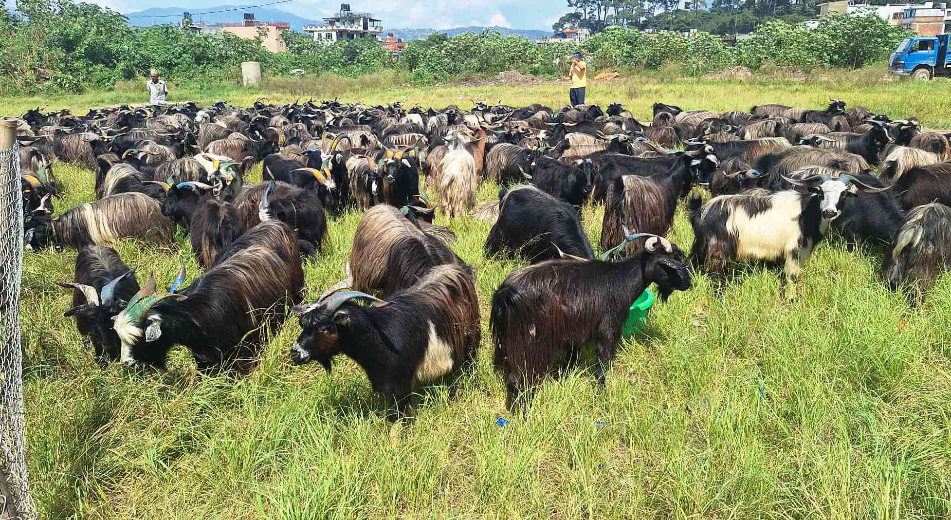 भक्तपुरमा दसैँका लागि च्याङ्ग्रा ल्याइयो